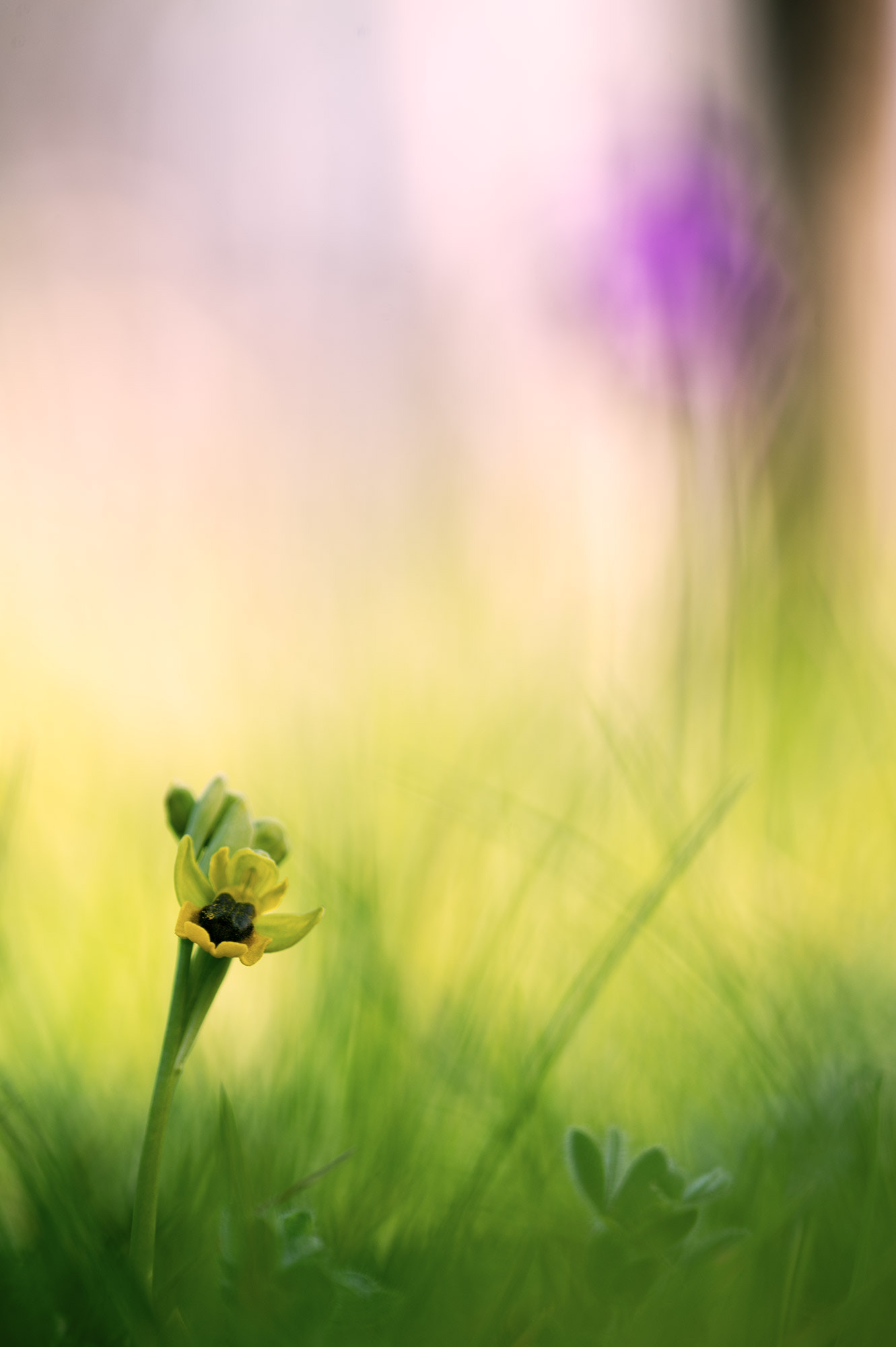 Nikon D4 sample photo. Ophrys lutea photography