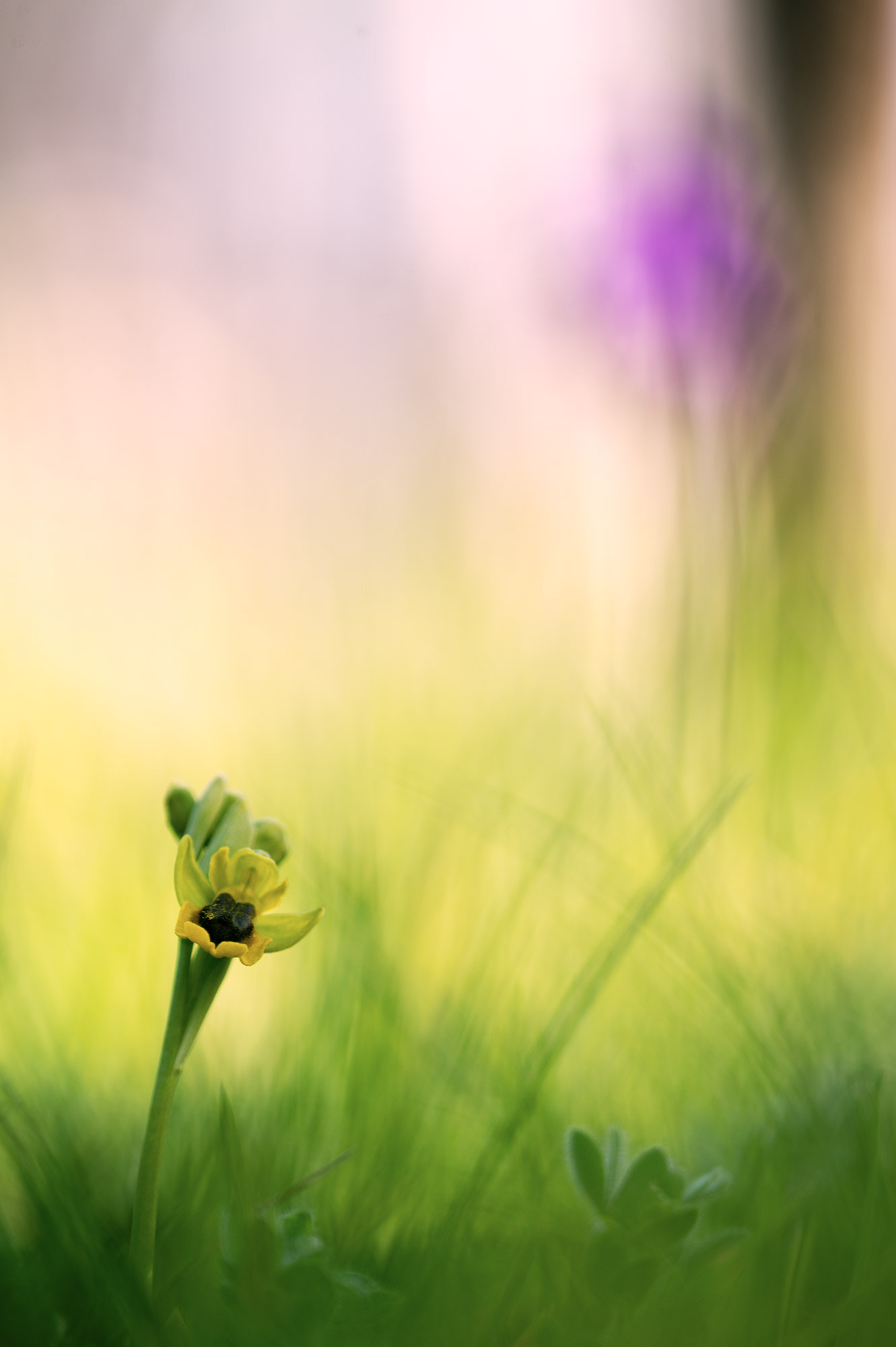 Nikon D4 + Nikon AF Micro-Nikkor 200mm F4D ED-IF sample photo. Ophrys lutea photography