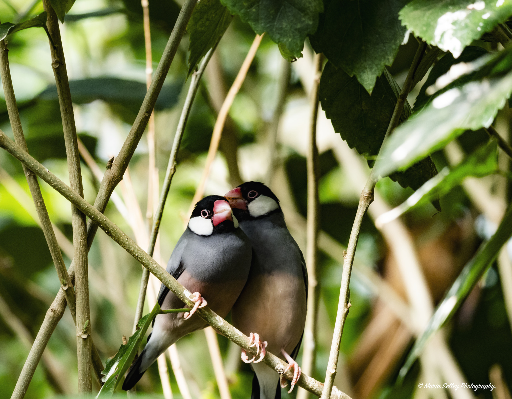 Olympus OM-D E-M1 Mark II + LEICA DG 100-400/F4.0-6.3 sample photo. Birds in love photography