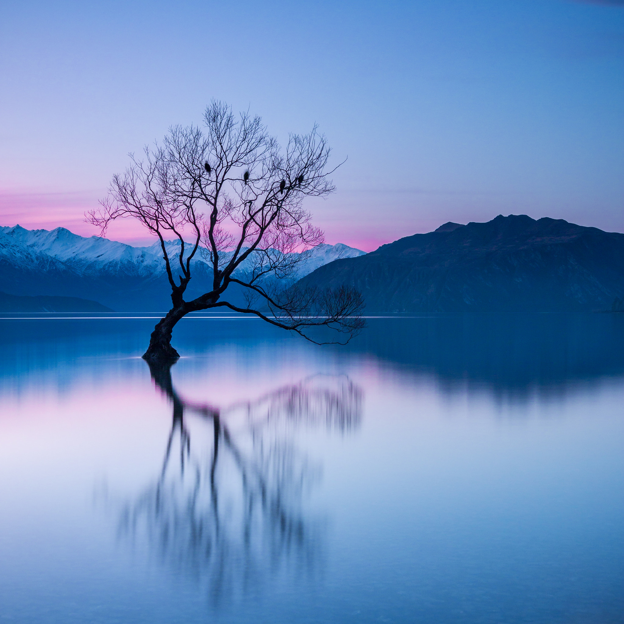 Canon EOS 70D + Sigma 18-35mm f/1.8 DC HSM sample photo. That wanaka tree photography