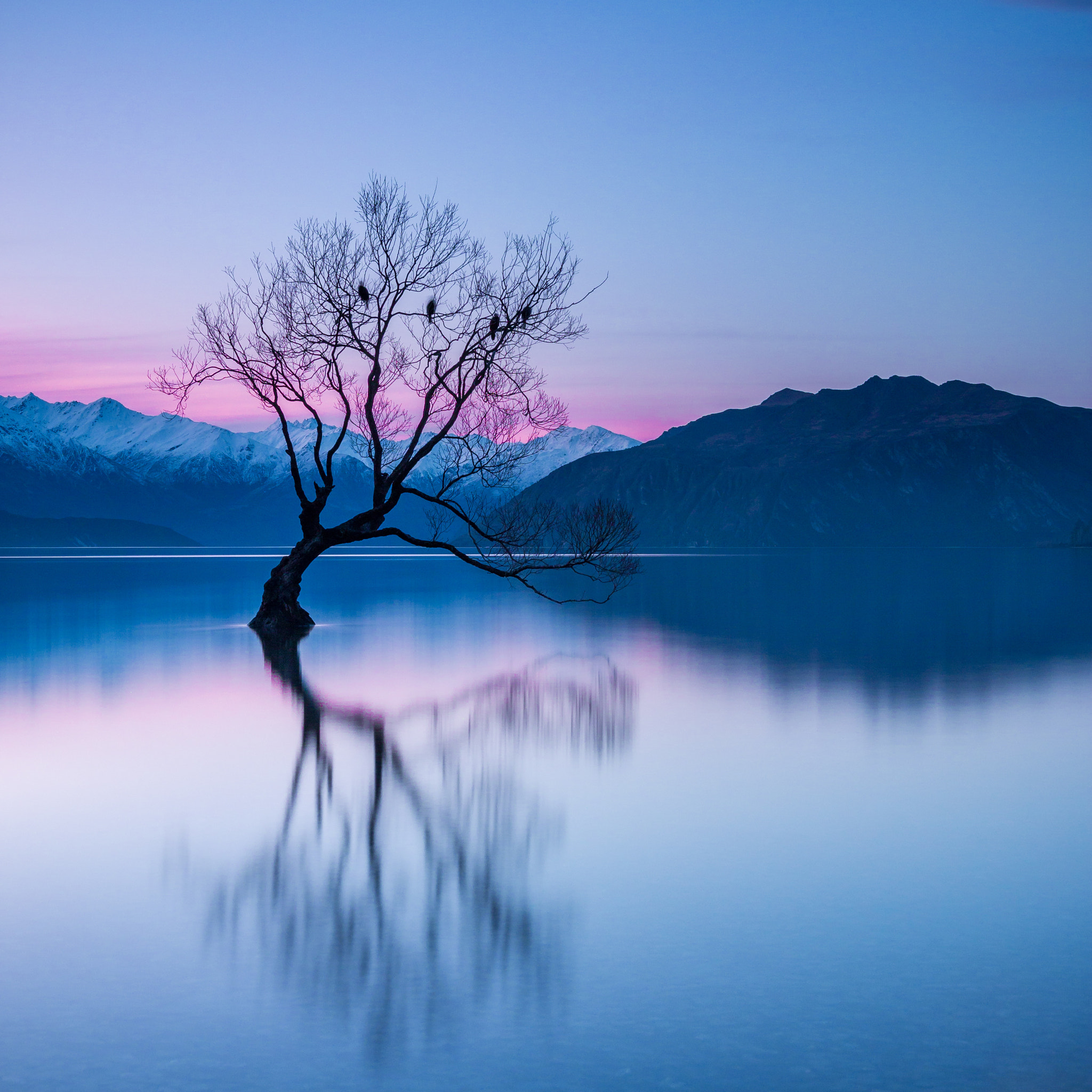 Sigma 18-35mm f/1.8 DC HSM sample photo. That wanaka tree photography