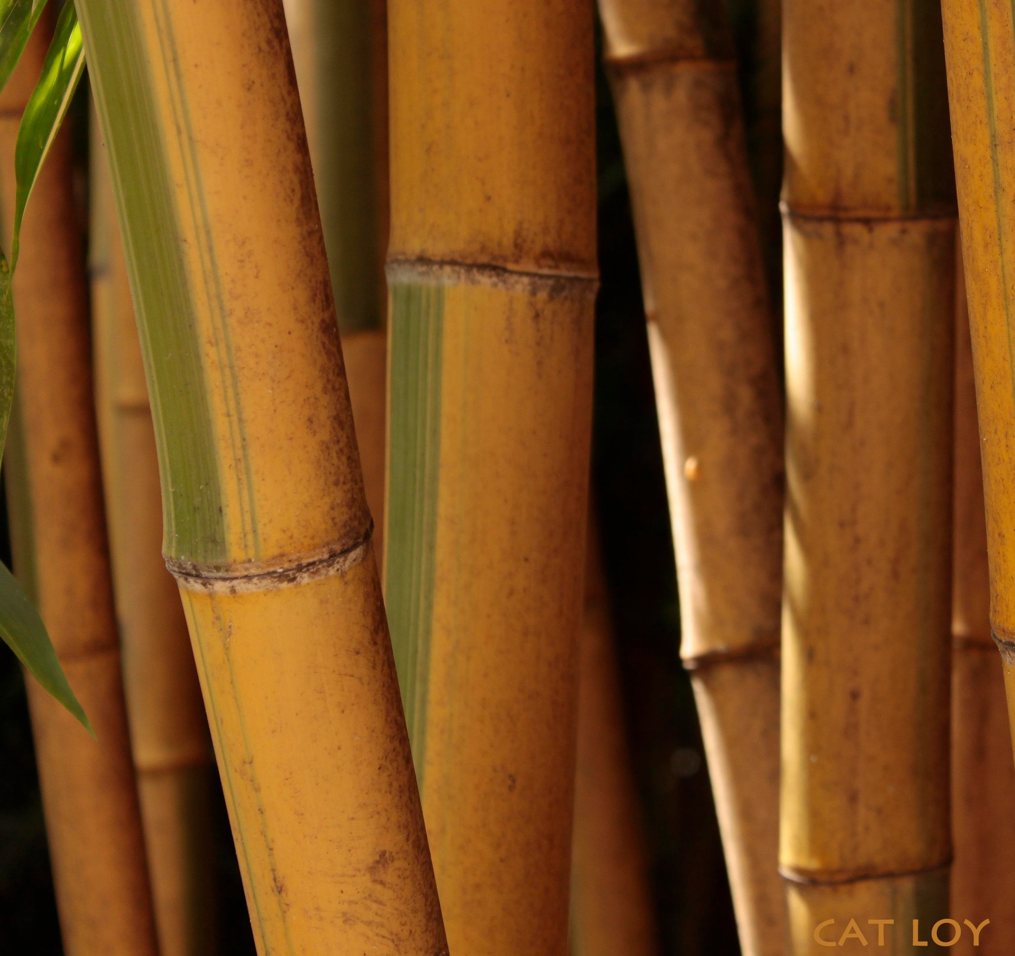 Canon EF-S 18-55mm F3.5-5.6 IS sample photo. Bamboo photography