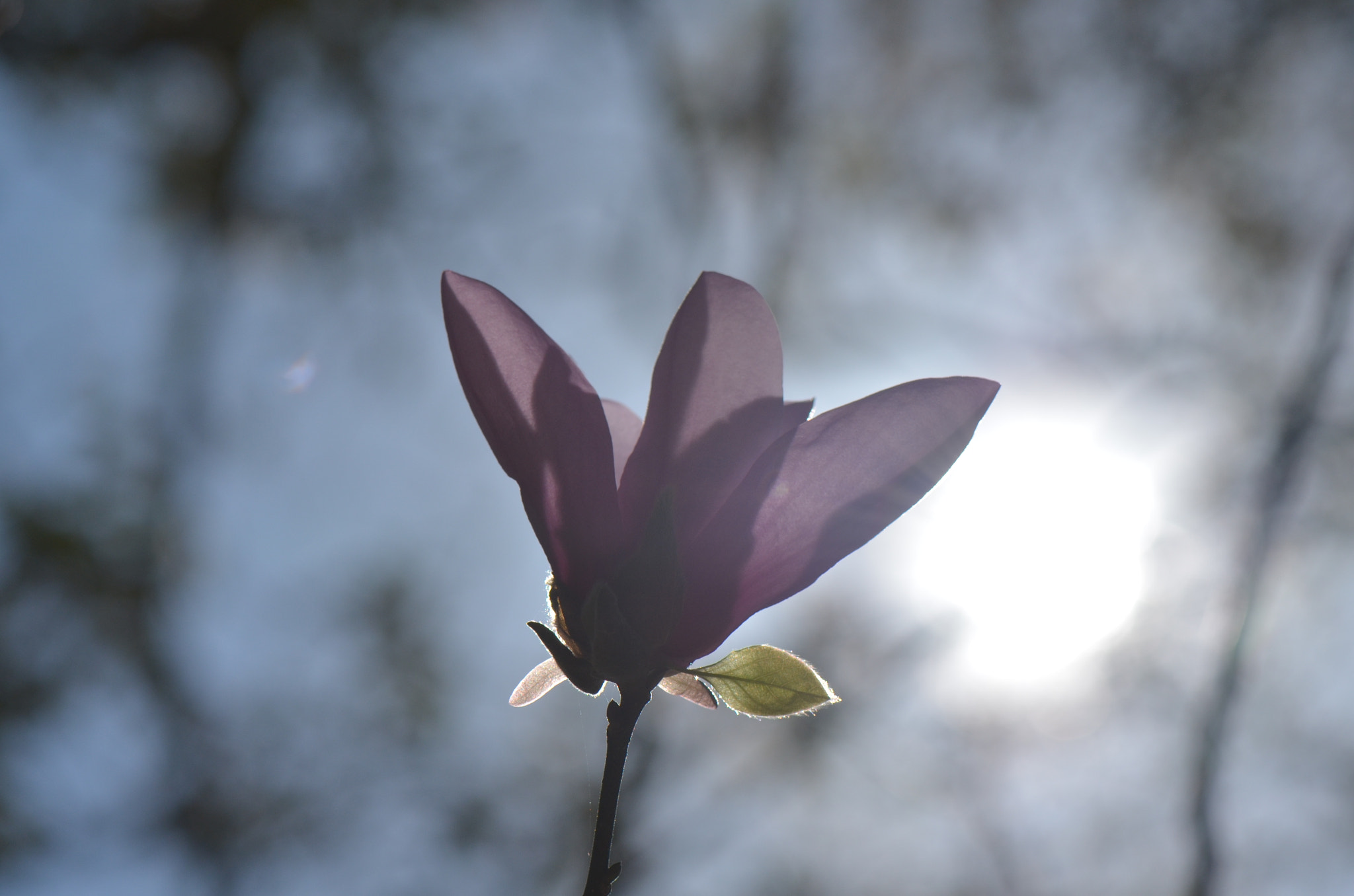 Nikon AF-S Micro-Nikkor 105mm F2.8G IF-ED VR sample photo. Purple haze photography