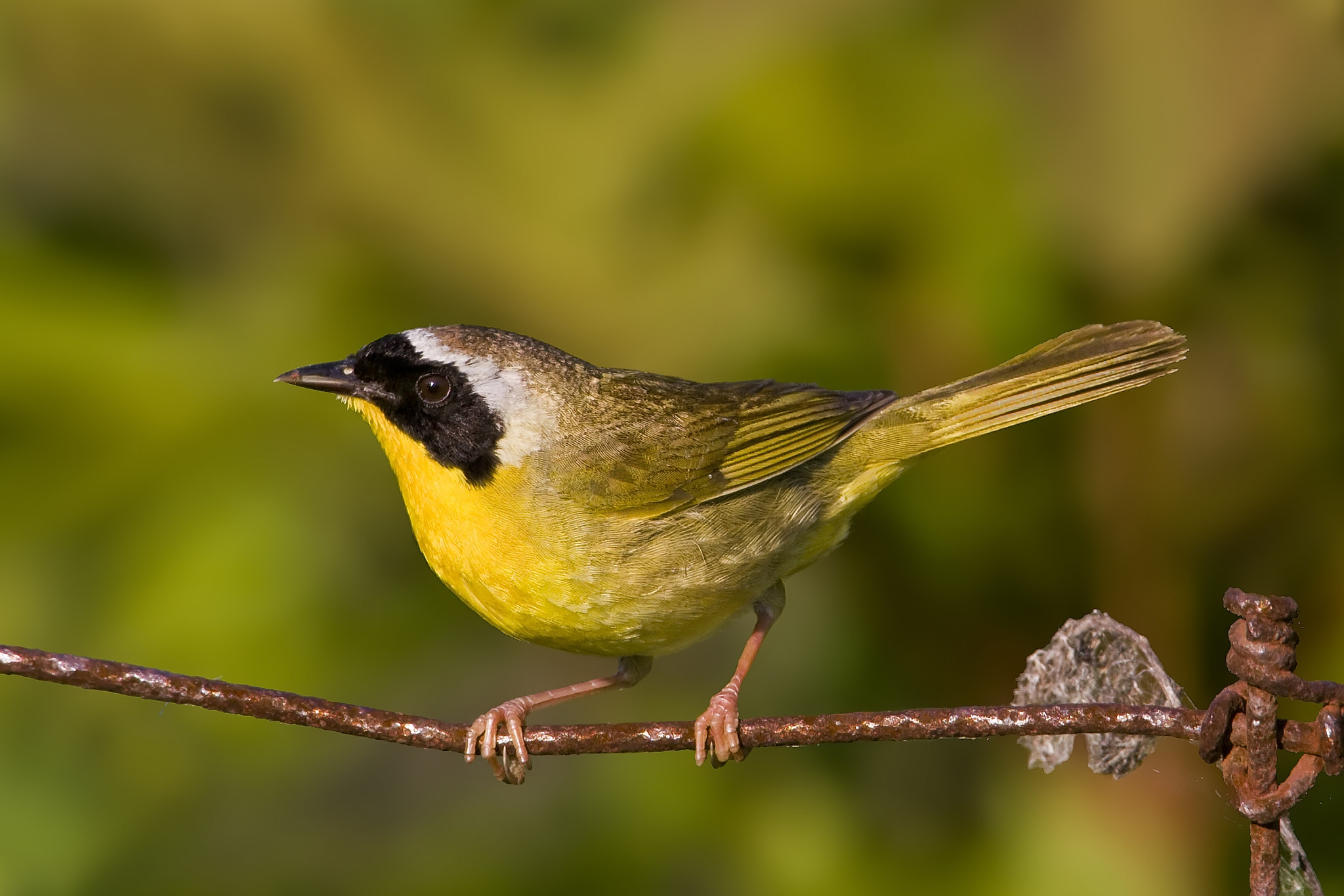Canon EF 500mm F4L IS USM sample photo. Common yellowthroat warbler photography