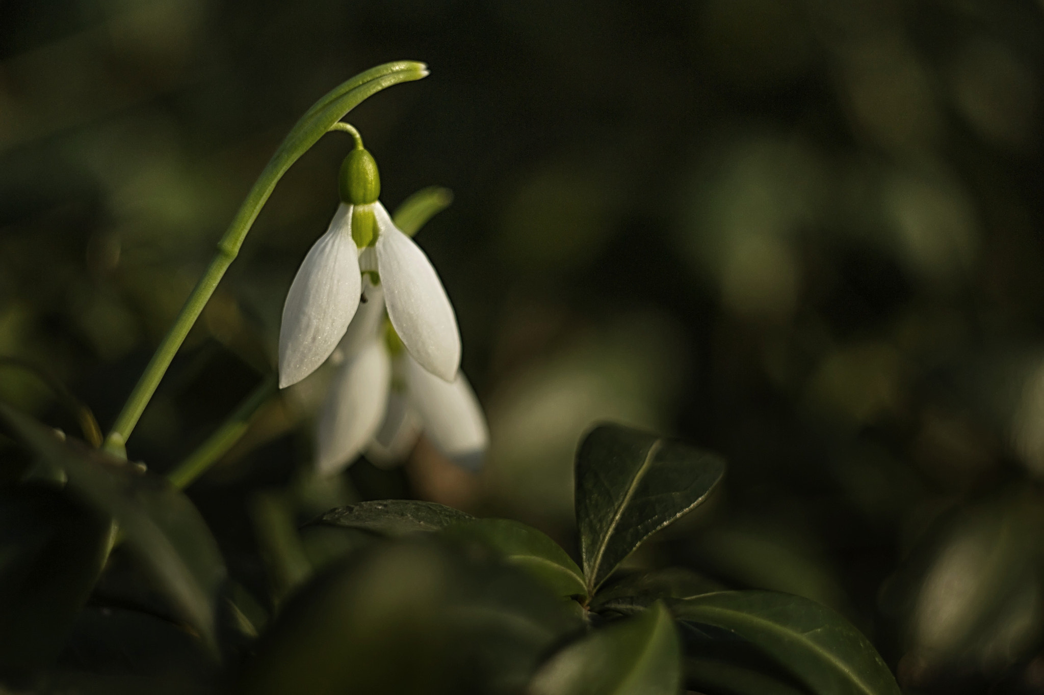 Nikon D3100 + Nikon AF-S Nikkor 50mm F1.4G sample photo. Snowdrops photography