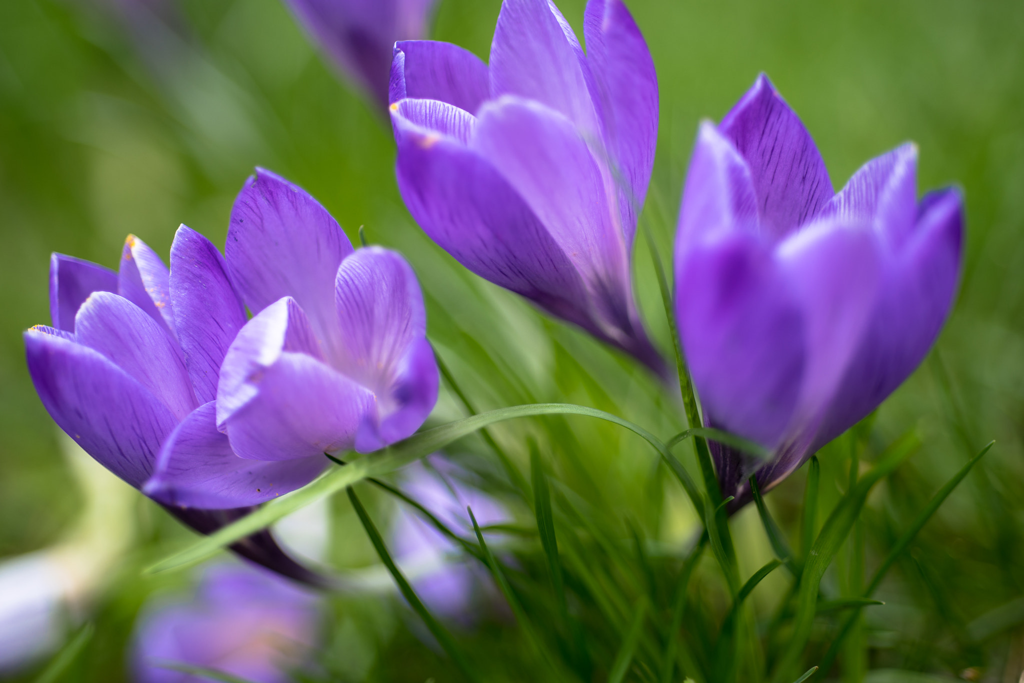 Nikon D750 + Nikon AF Micro-Nikkor 60mm F2.8D sample photo. Purple crocus blooming in spring photography