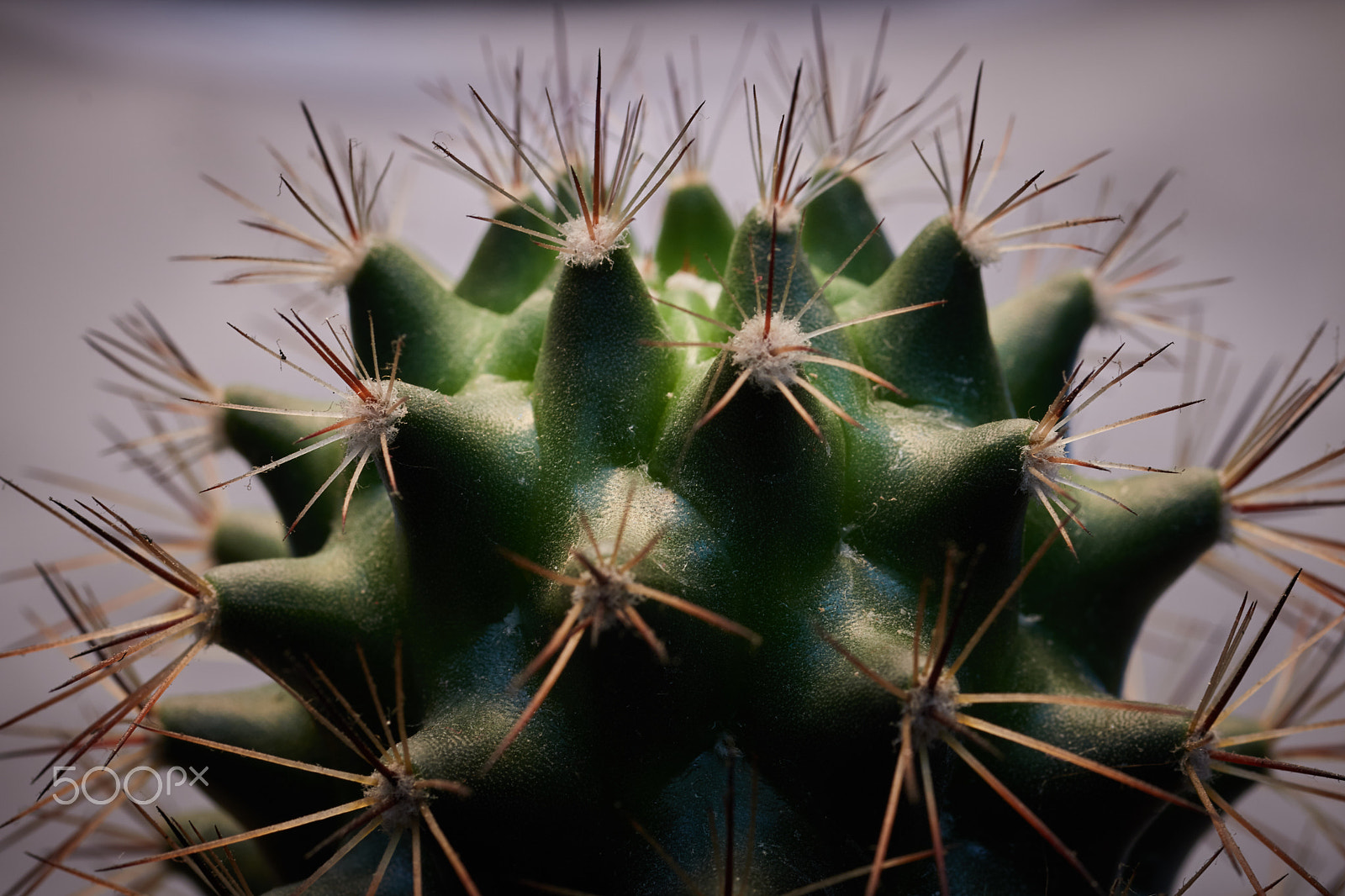 Canon EF 50mm F2.5 Macro sample photo. Img of cactus photography