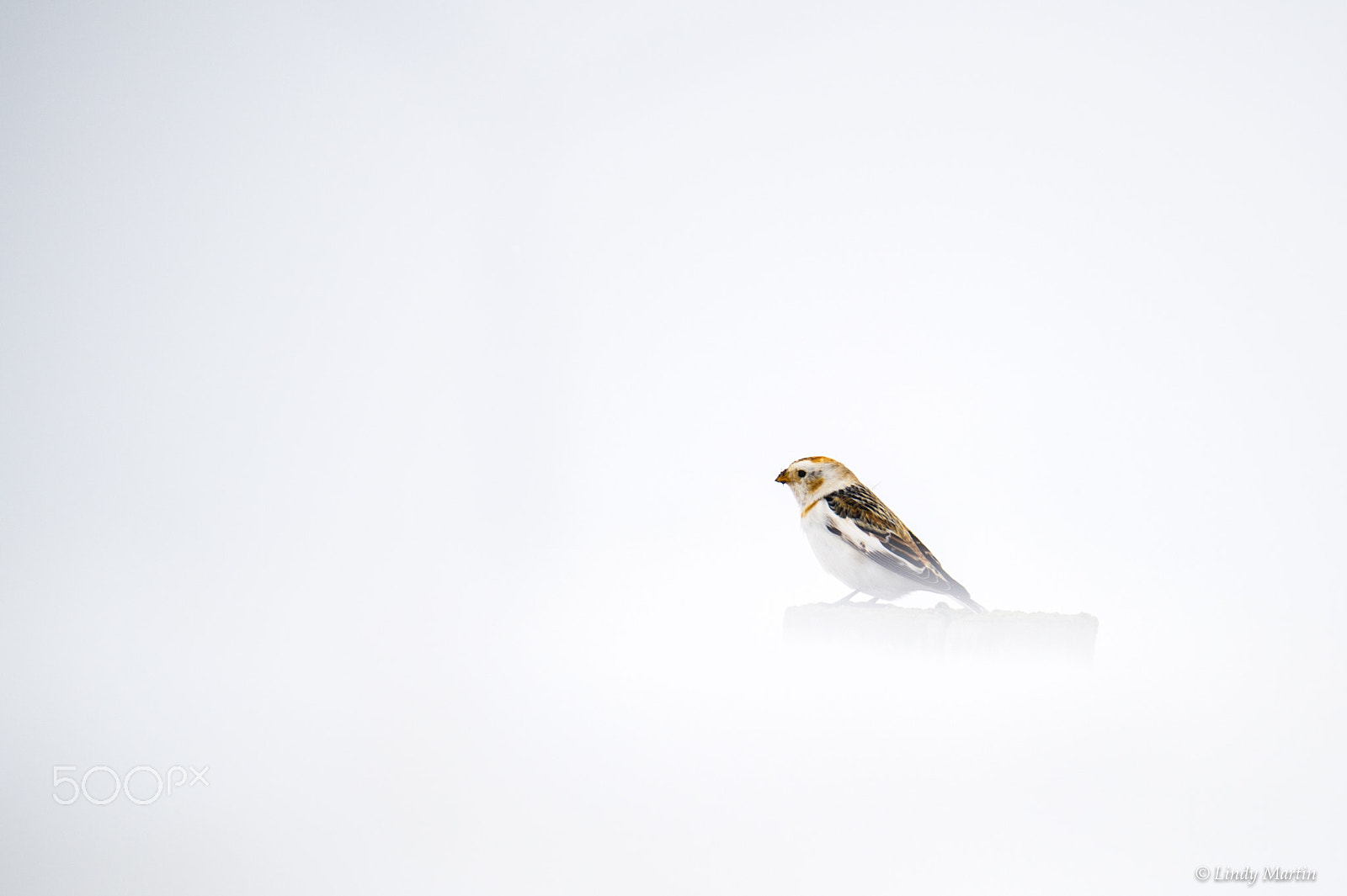 Nikon D3S sample photo. Snow bunting on a post photography