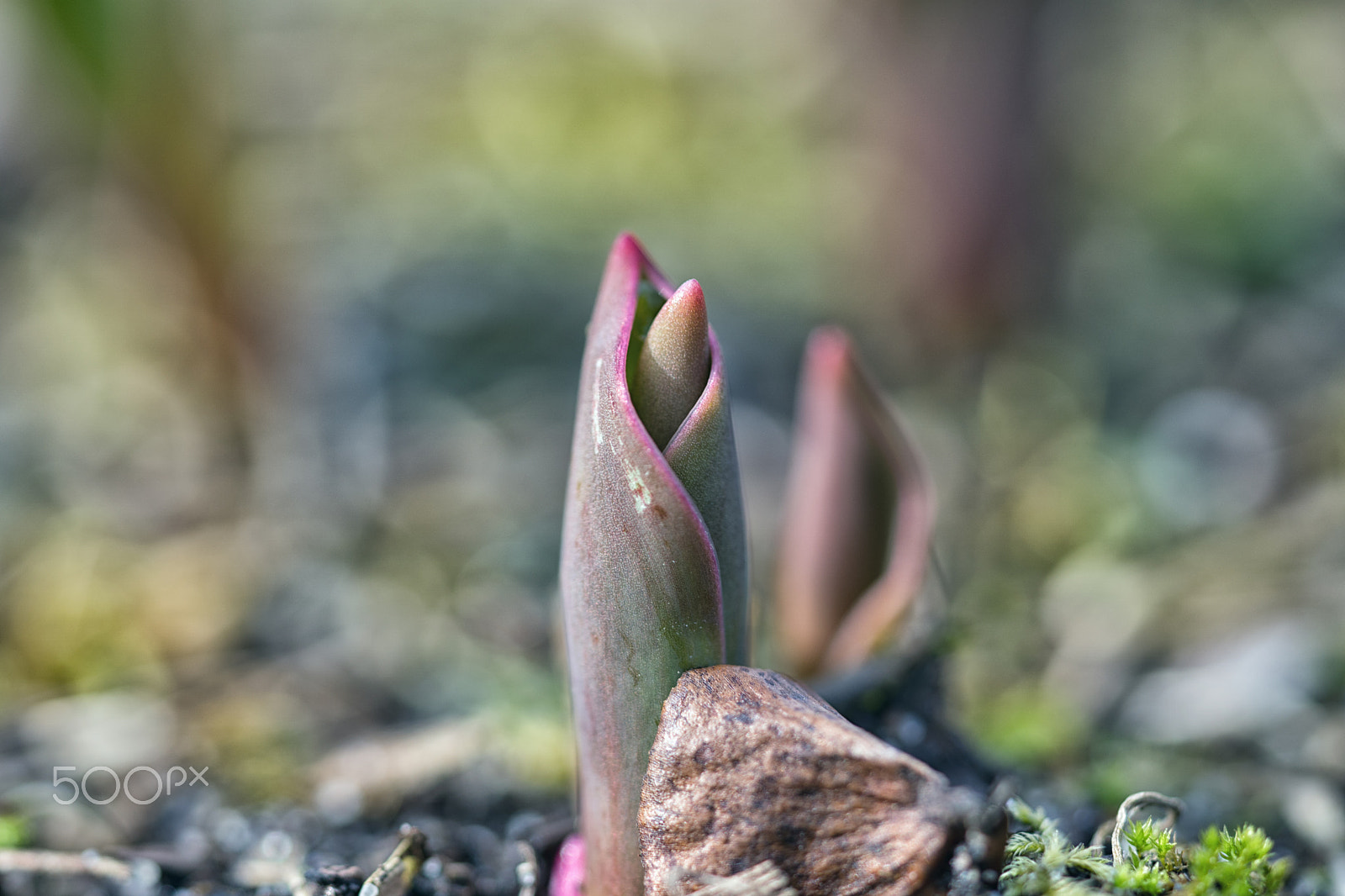 Sony FE 90mm F2.8 Macro G OSS sample photo. Frühlingserwachen im garten photography