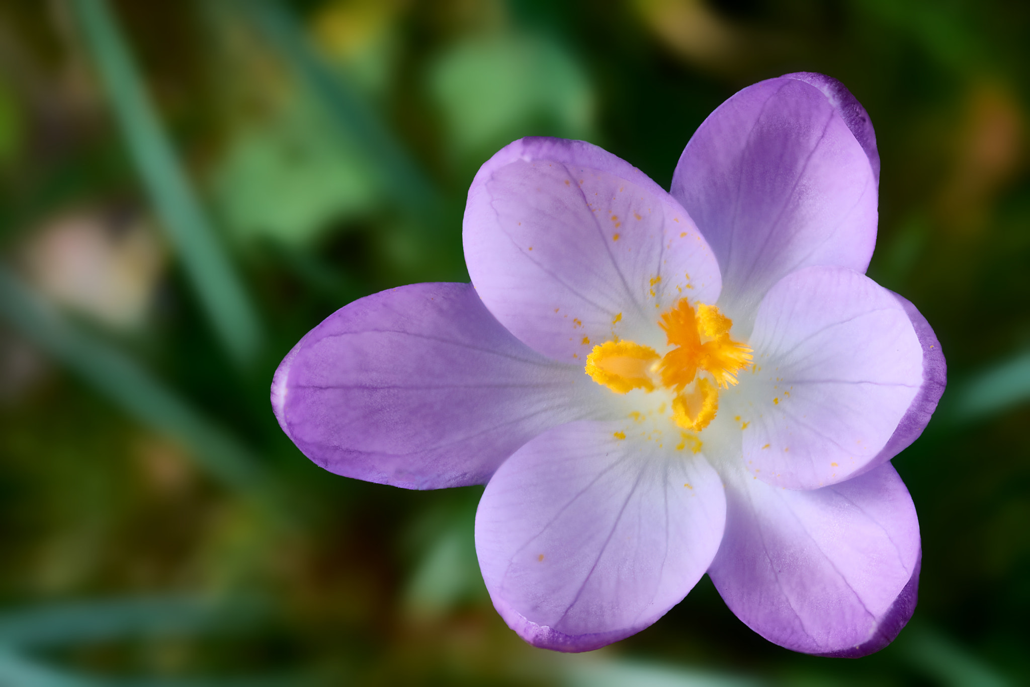 Sigma 105mm F2.8 EX DG OS HSM sample photo. Crocus photography