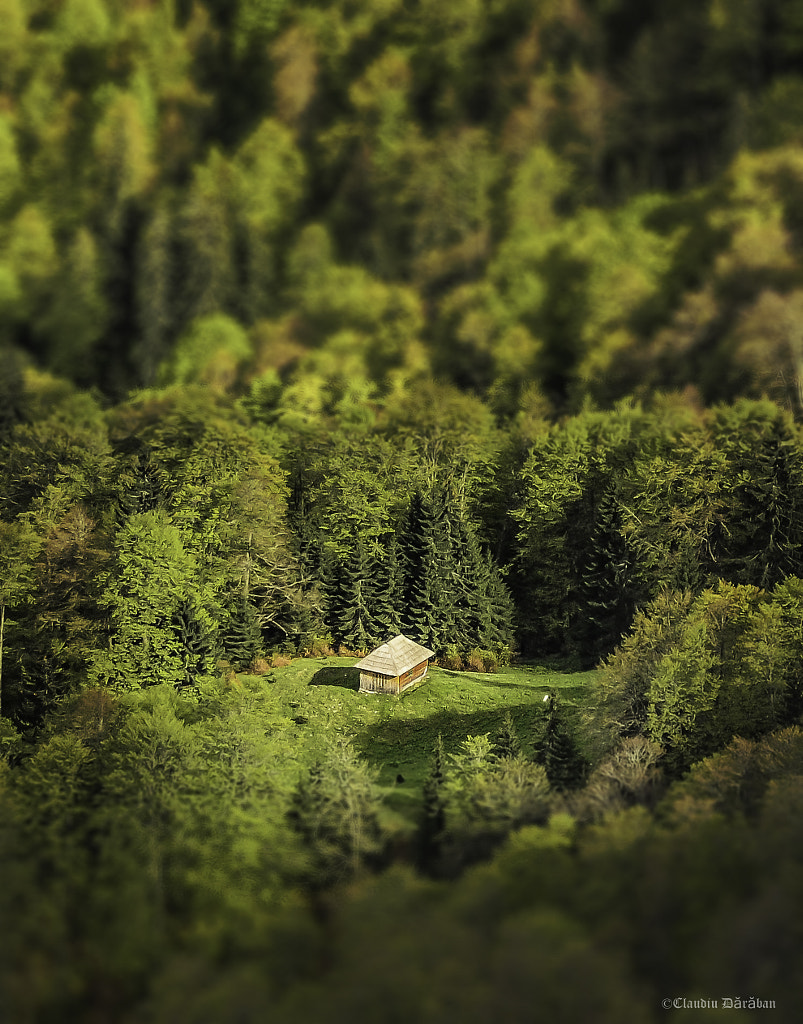 deep in the forest by claudiu Daraban on 500px.com