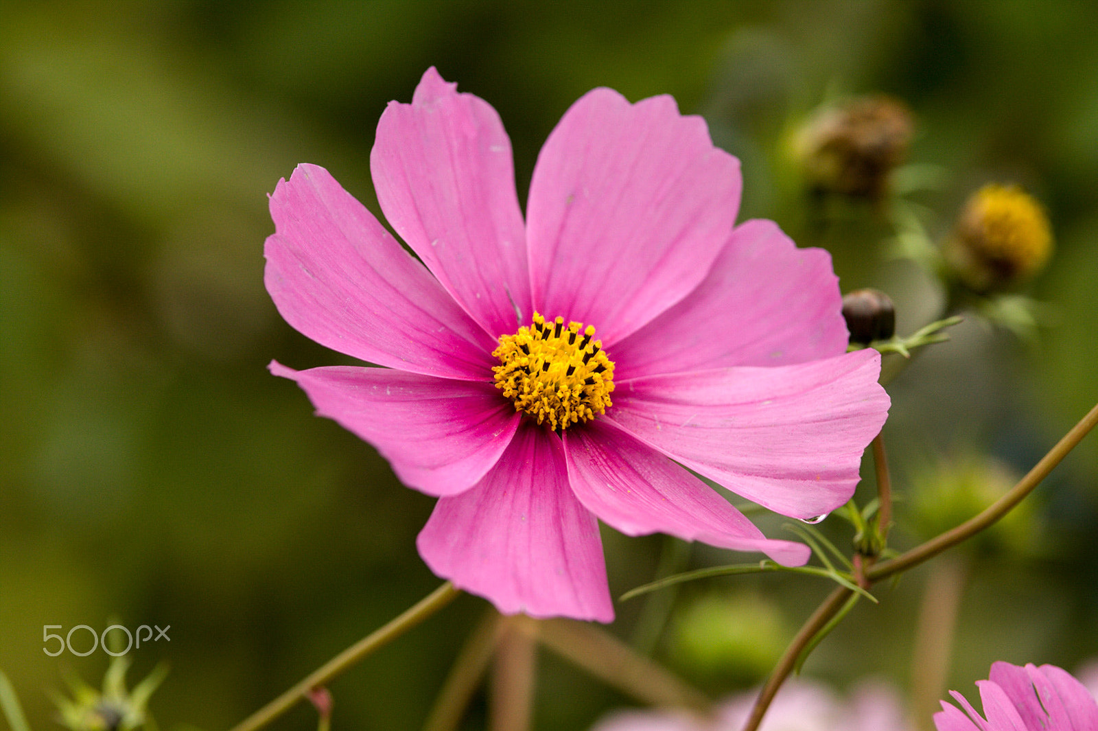 Canon EOS 50D sample photo. Pink photography