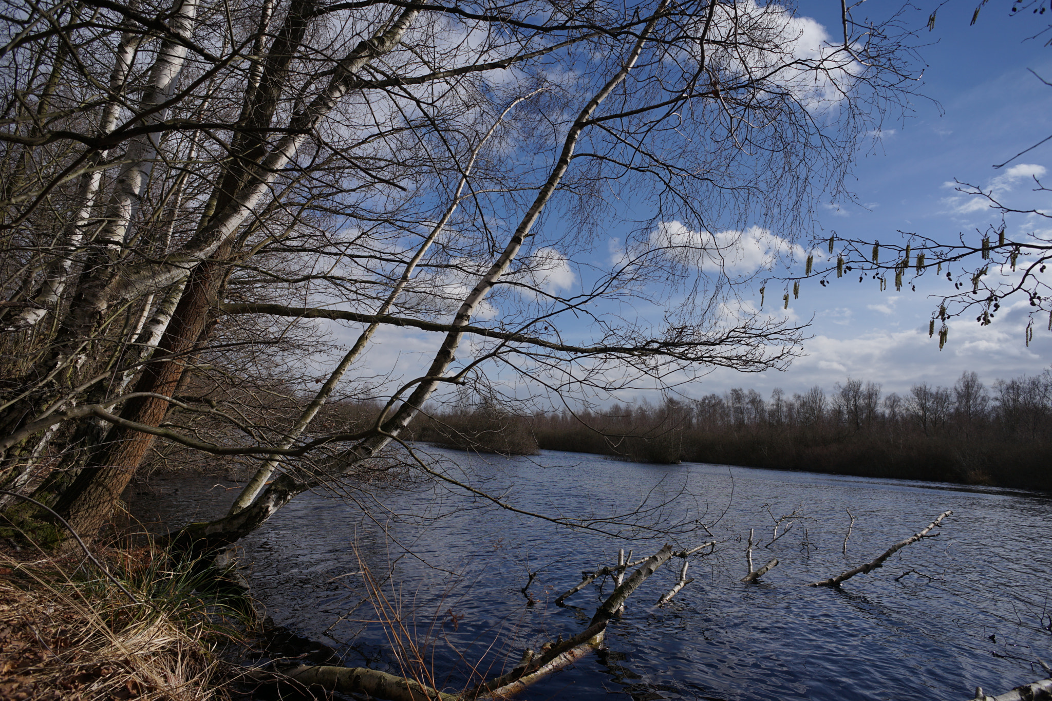 Sony a7 II + Sony 20mm F2.8 sample photo. Großes torfmoor (birke im wasser) photography