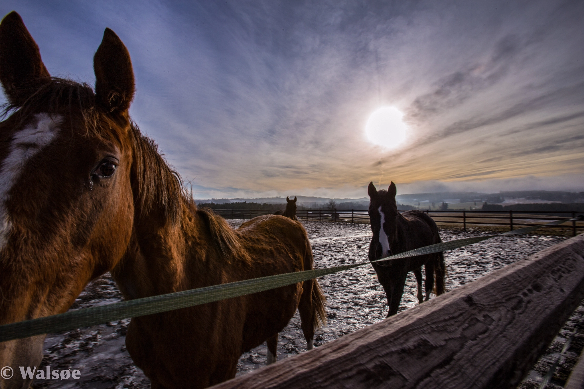 Canon EF 16-35mm F2.8L USM sample photo. Horse in the sun photography