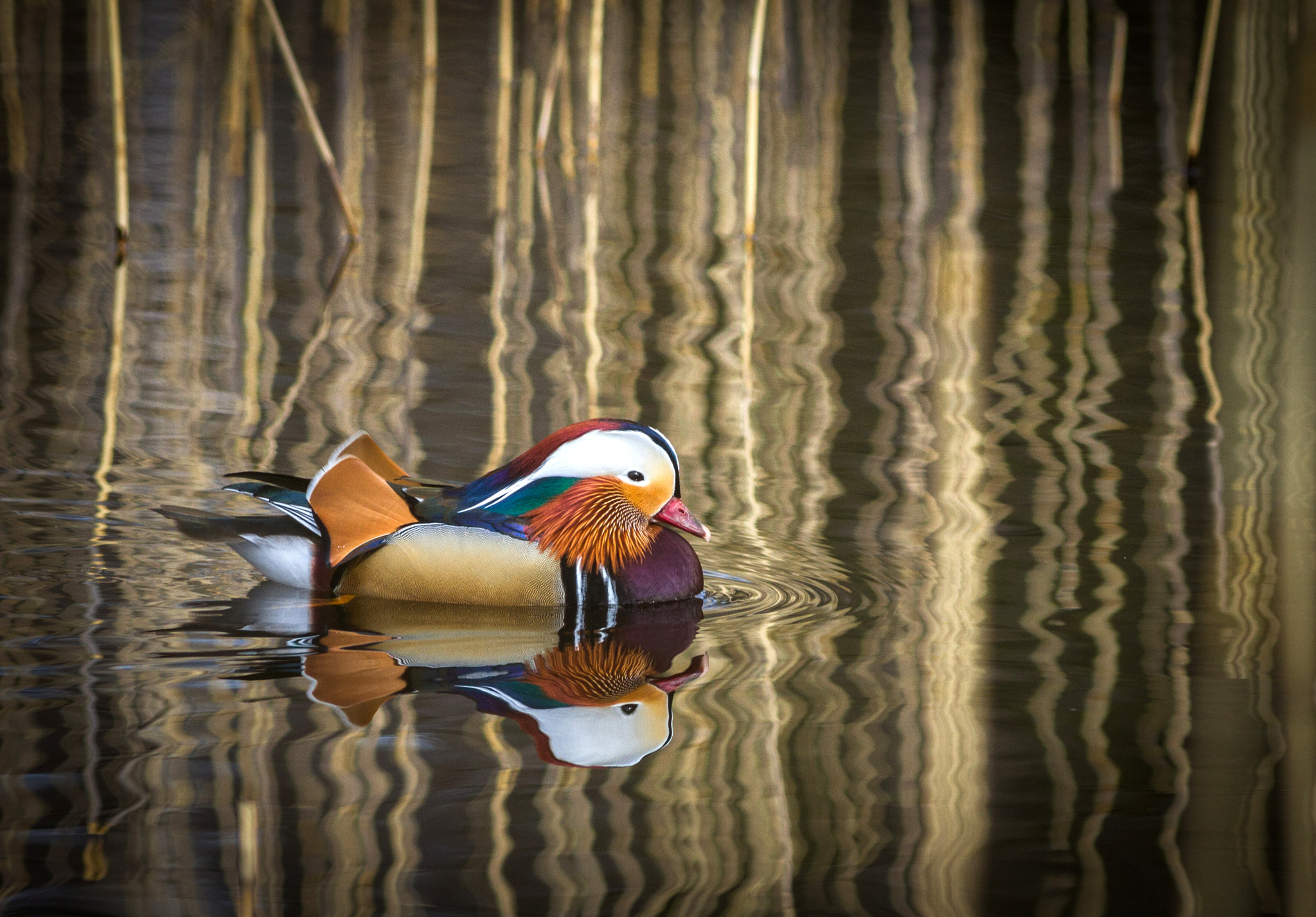 Canon EOS 7D + Canon EF 300mm F4L IS USM sample photo. Mandarin duck photography