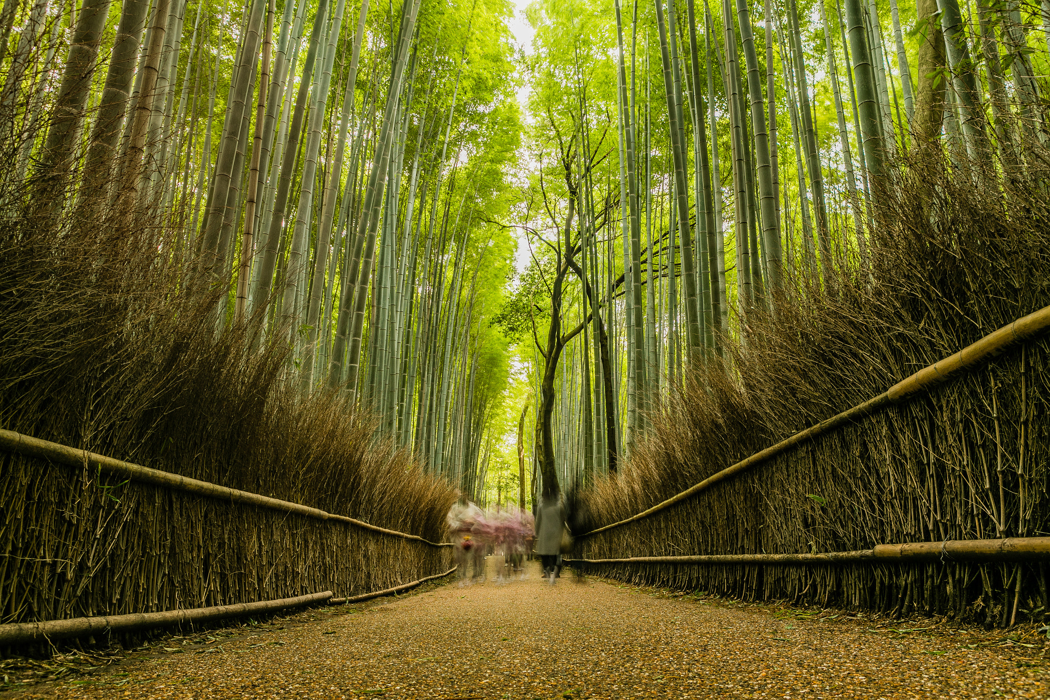 Canon EF 24-70mm F2.8L USM sample photo. Bambooforest photography