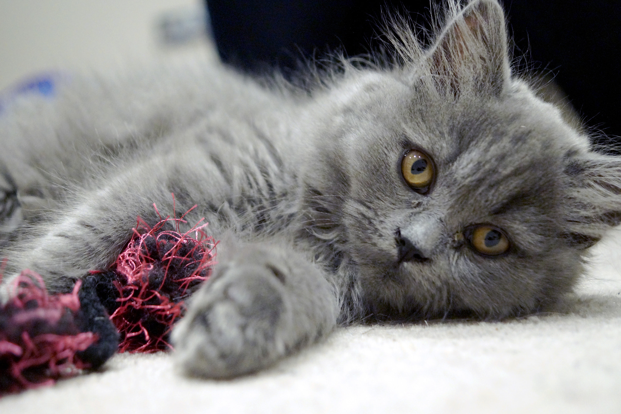 Sony SLT-A58 + Sony DT 30mm F2.8 Macro SAM sample photo. Misty the kitten photography