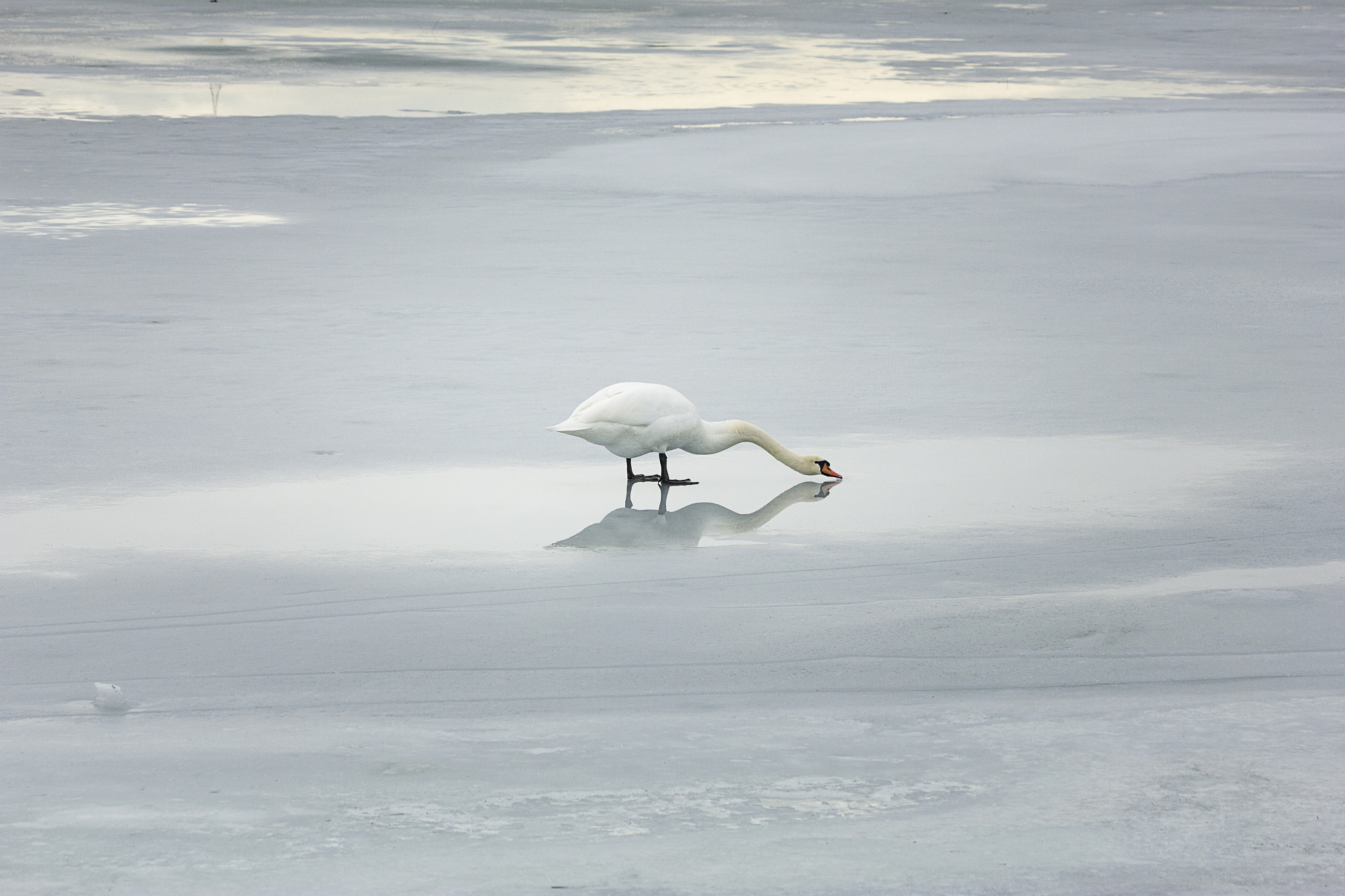 Canon EF 70-300mm F4-5.6 IS USM sample photo. Ice swan photography