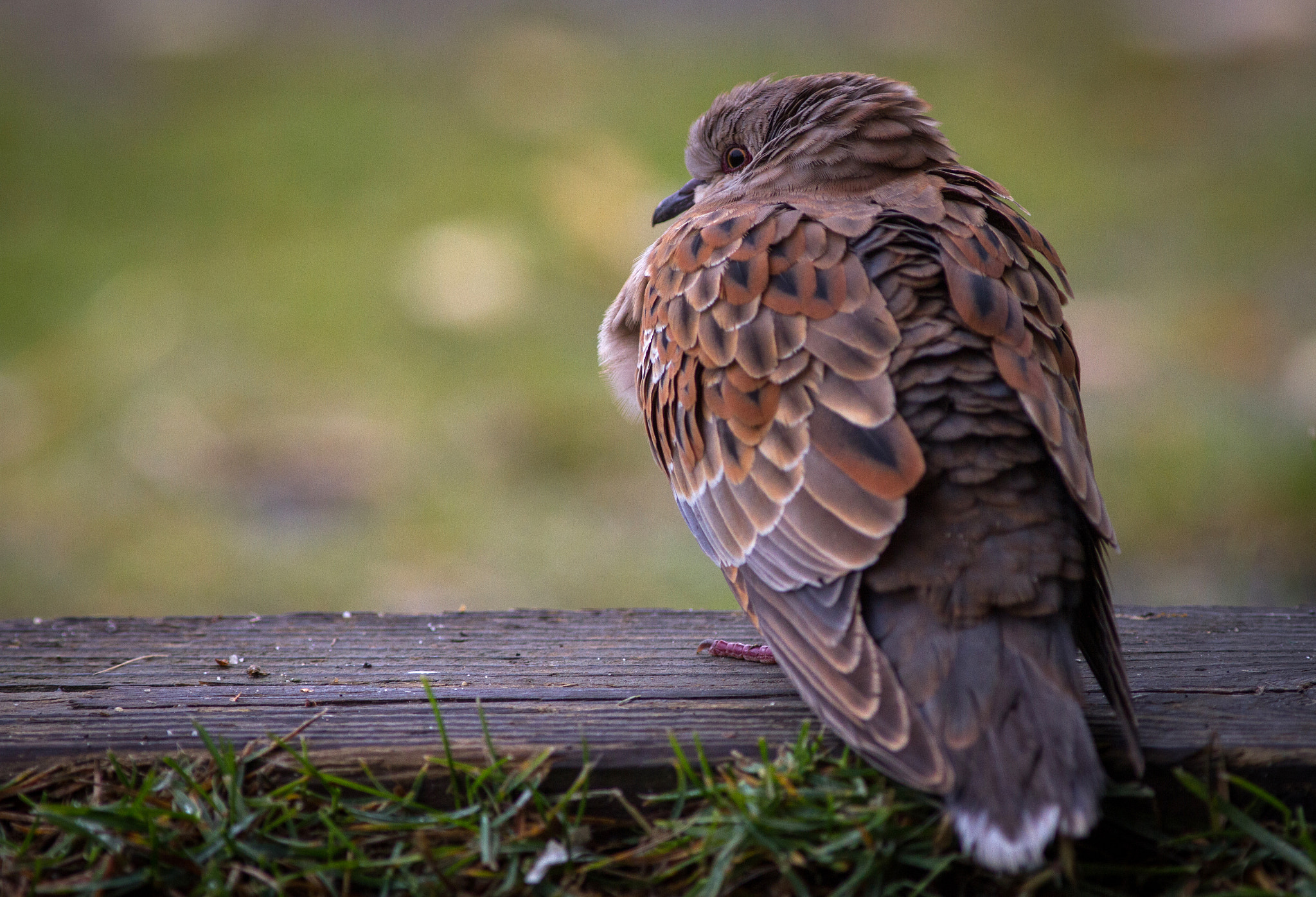 Canon EOS 7D + Canon EF 300mm F4L IS USM sample photo. European turtle-dove photography