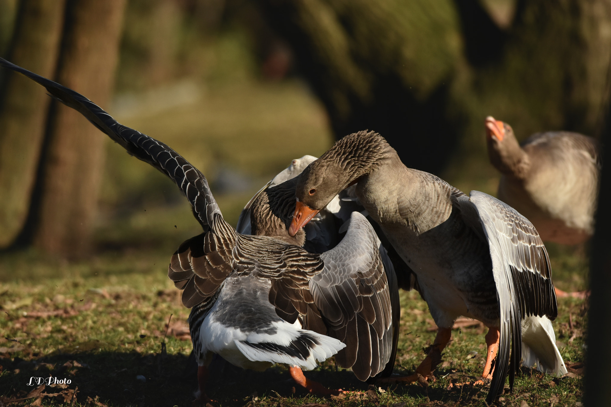 Sigma 500mm F4.5 EX DG HSM sample photo. Gooses fighting photography