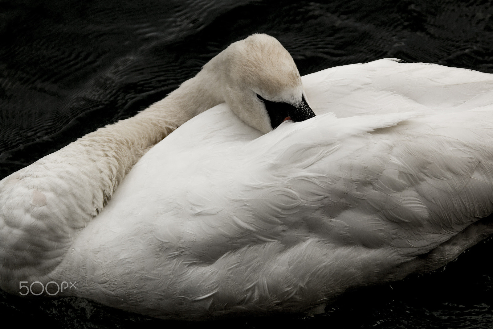 Canon EF 28-300mm F3.5-5.6L IS USM sample photo. Sweetdreams photography