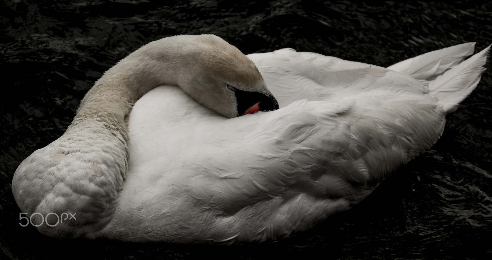 Canon EF 28-300mm F3.5-5.6L IS USM sample photo. Sleepyswan photography