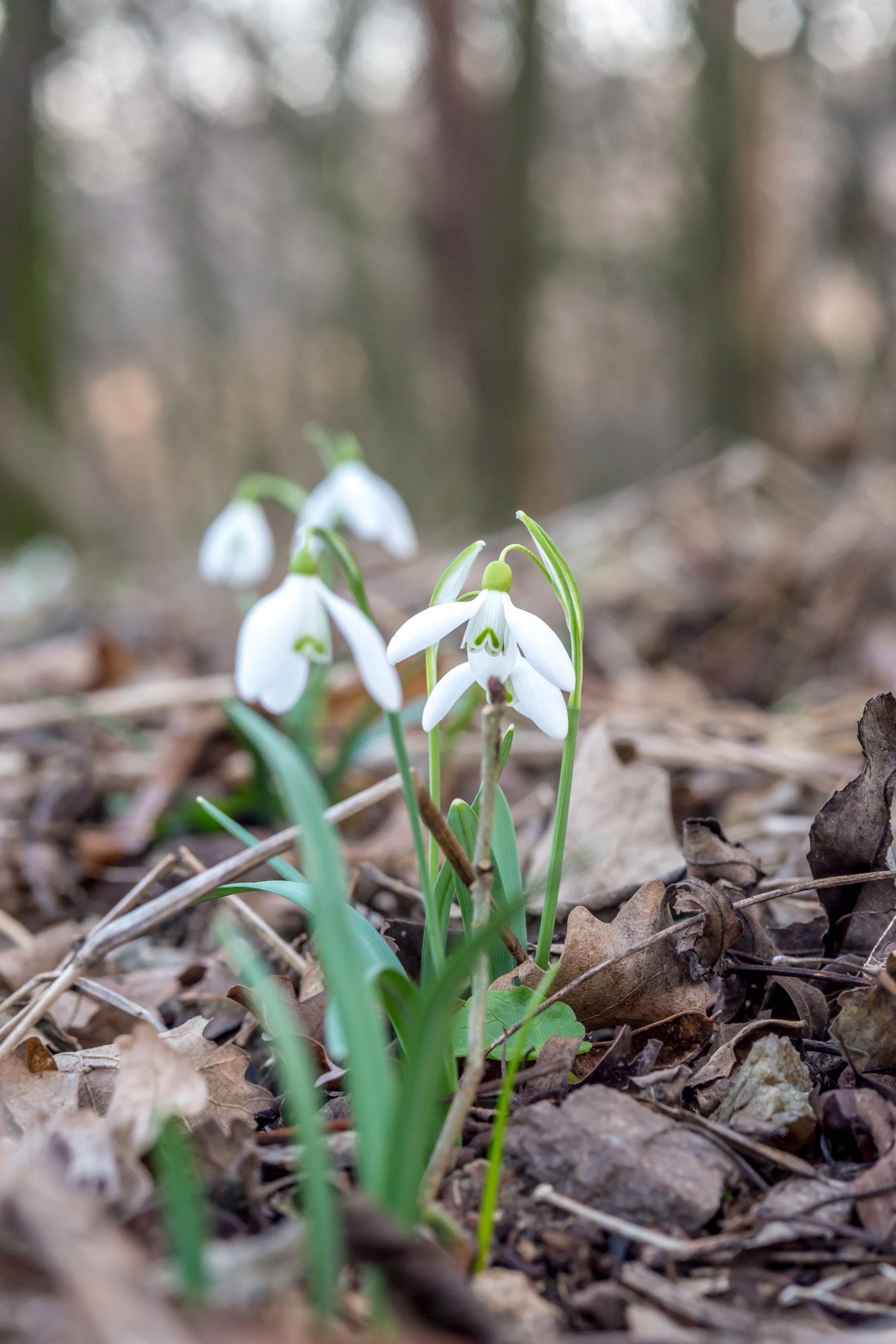 Nikon D610 + AF Micro-Nikkor 105mm f/2.8 sample photo. Early snowdrops in forest early spring, march photography