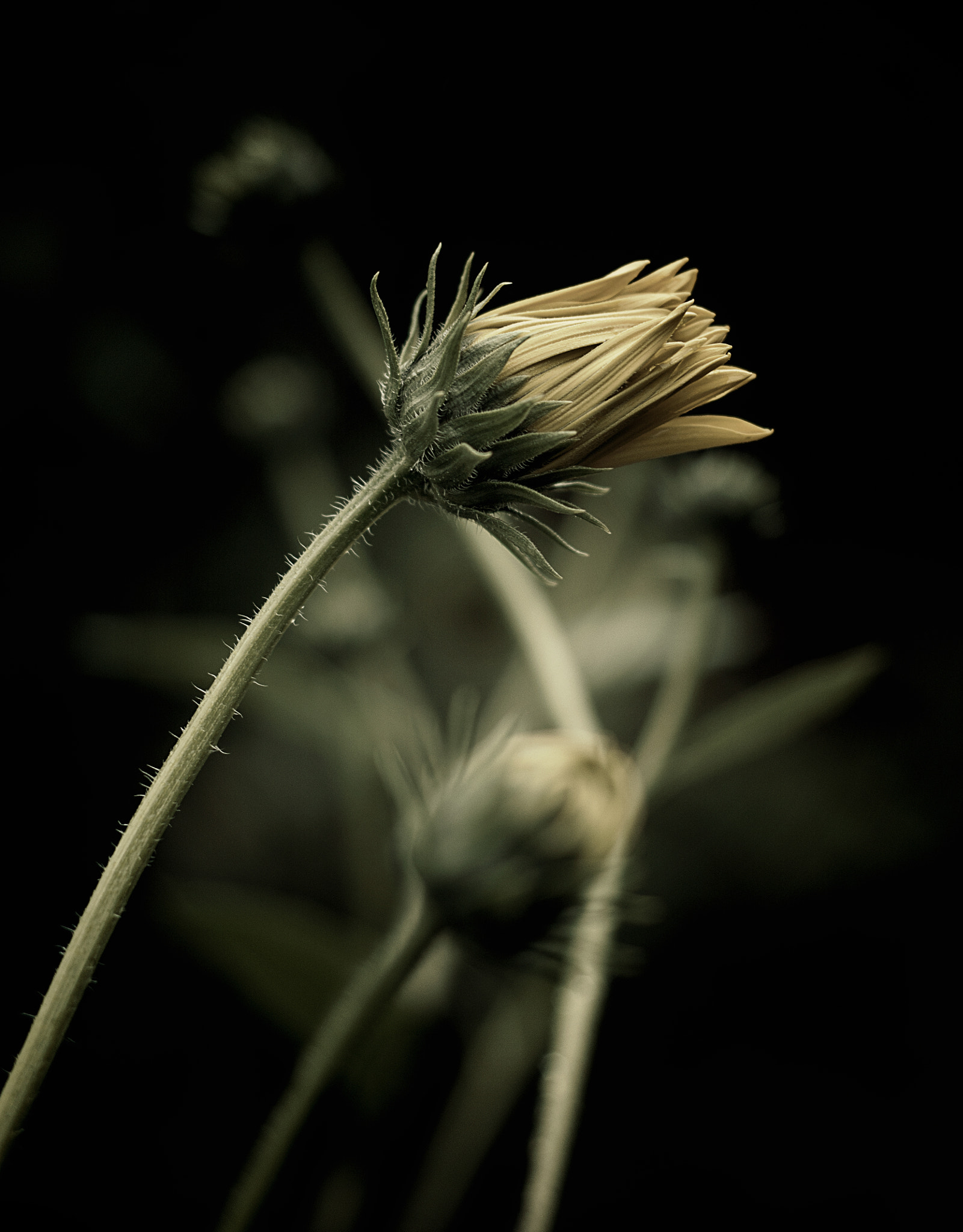 Nikon D5200 + Nikon AF Nikkor 50mm F1.8D sample photo. Helianthus tuberosus[flor de topinambur] photography