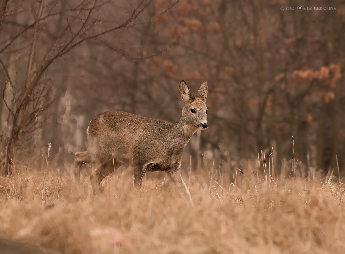 Sigma 50-500mm f/4-6.3 APO HSM EX sample photo. Capreolus capreolus photography