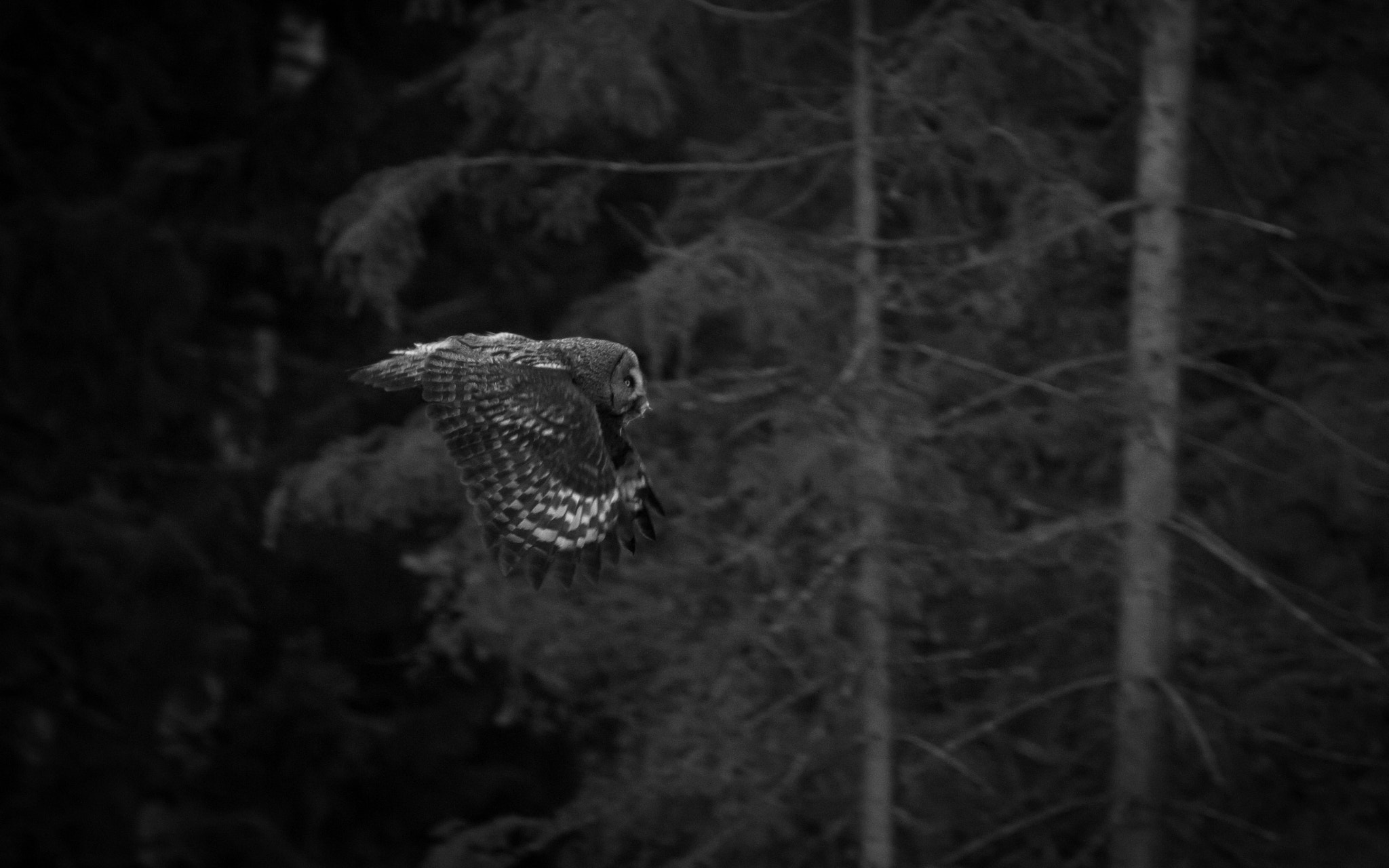 Canon EOS 7D + Canon EF 300mm F4L IS USM sample photo. The great grey owl photography