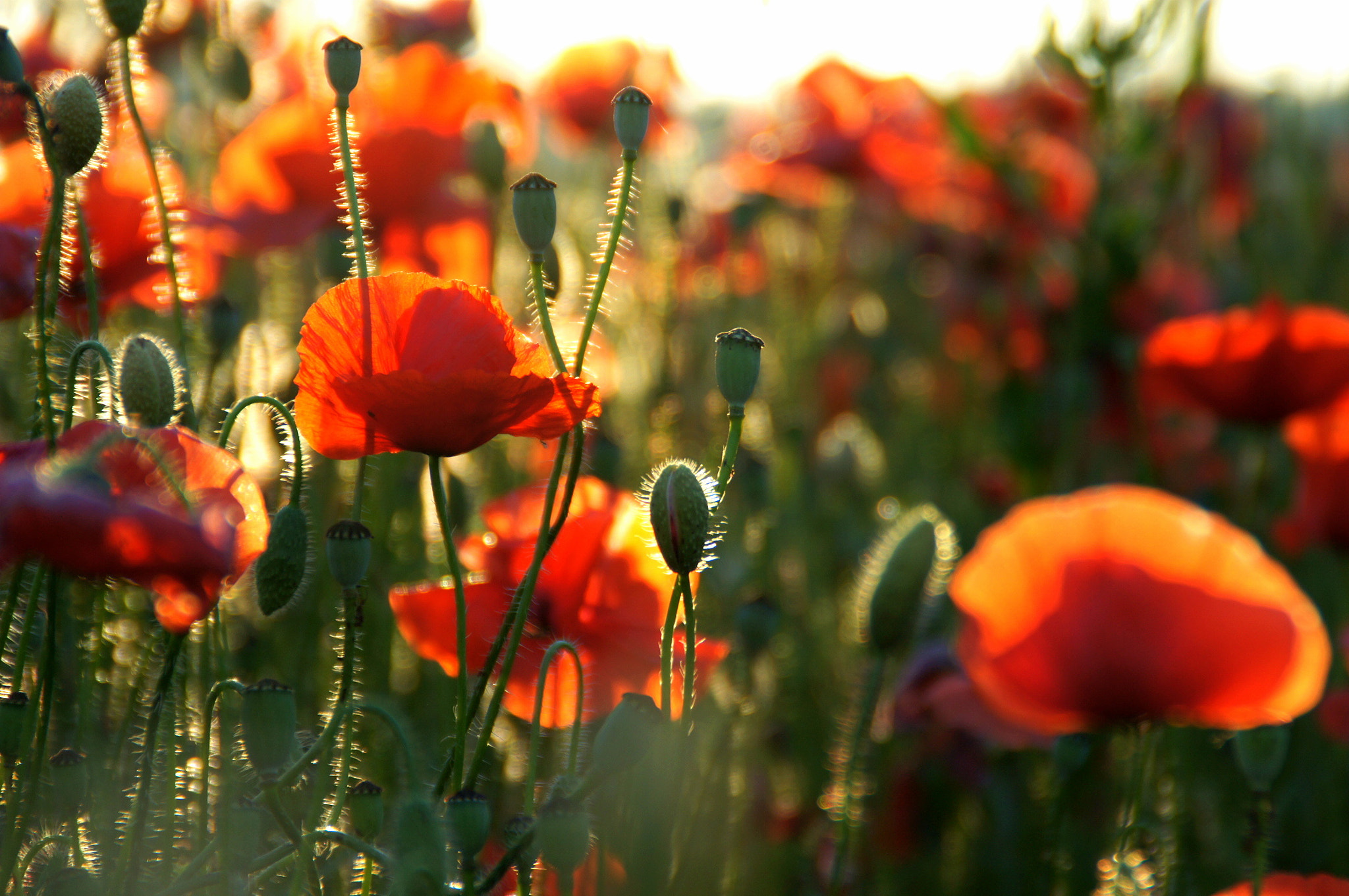 Sony Alpha DSLR-A450 + Sony DT 18-200mm F3.5-6.3 sample photo. Poppies at sunset photography