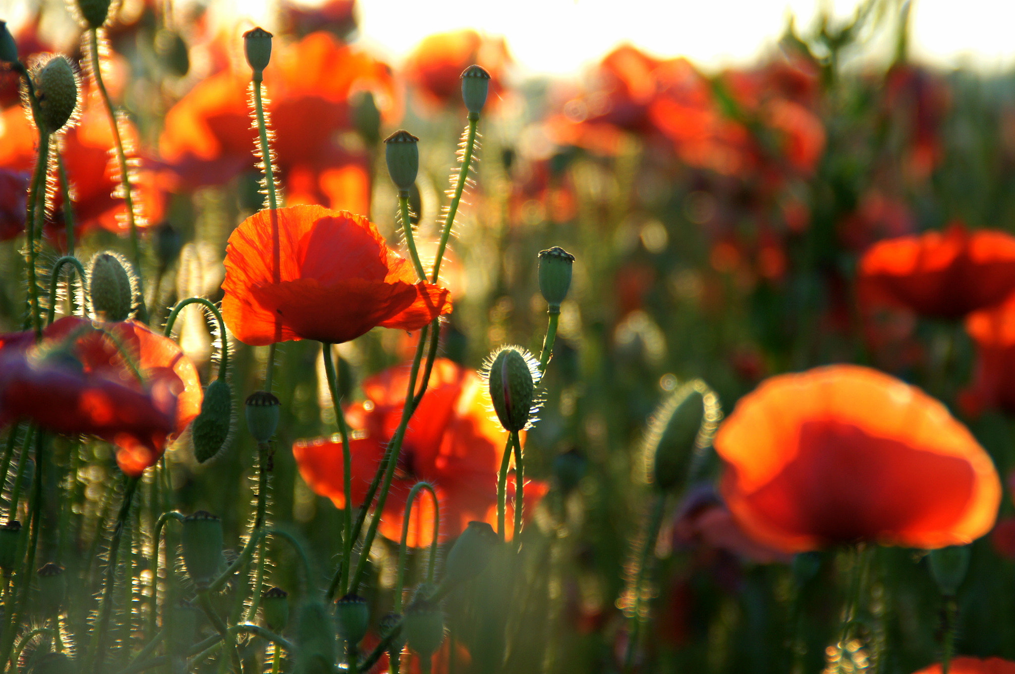 Sony DT 18-200mm F3.5-6.3 sample photo. Poppies at sunset photography