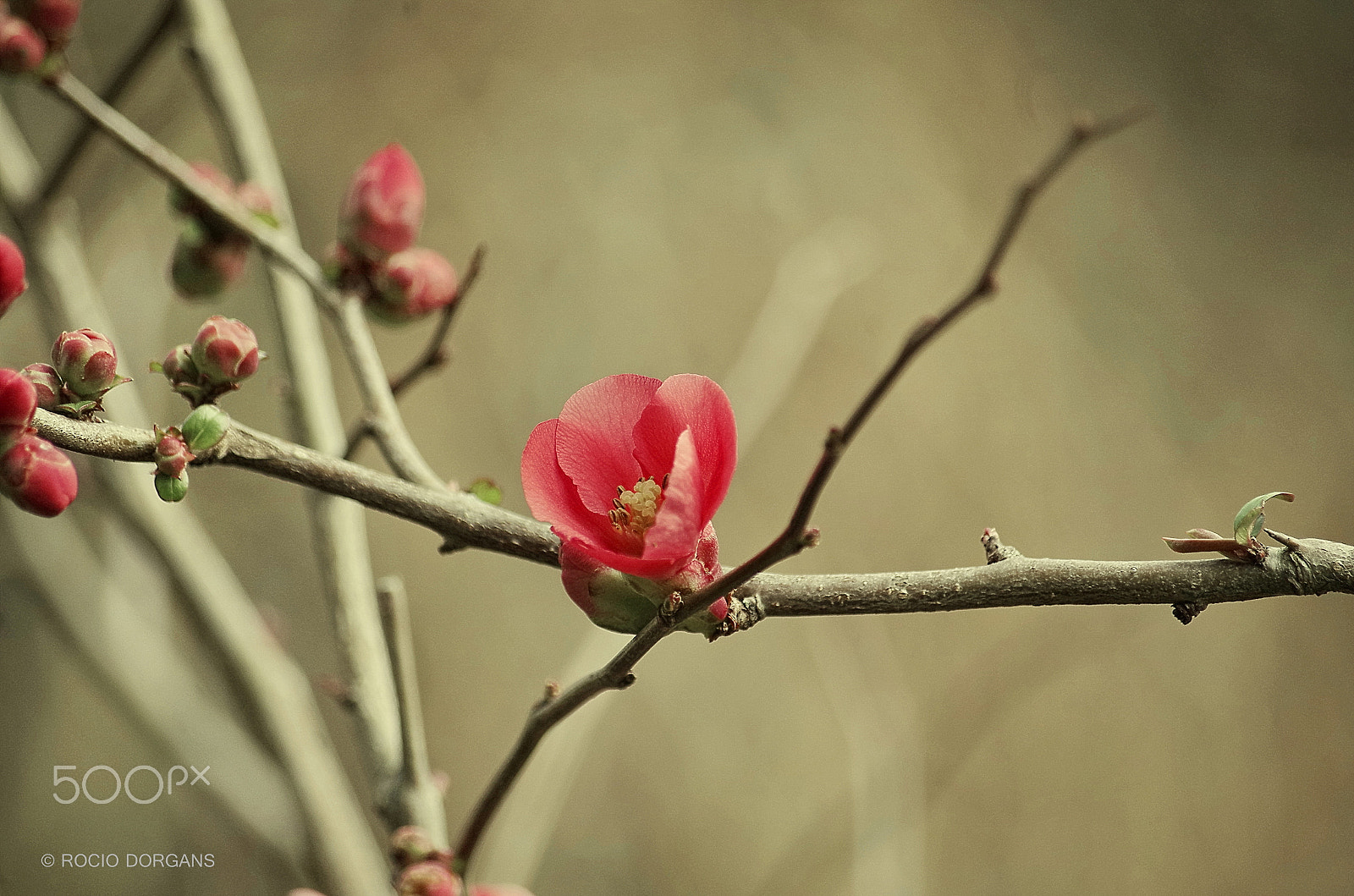 smc PENTAX-DA L 50-200mm F4-5.6 ED sample photo. Igp photography
