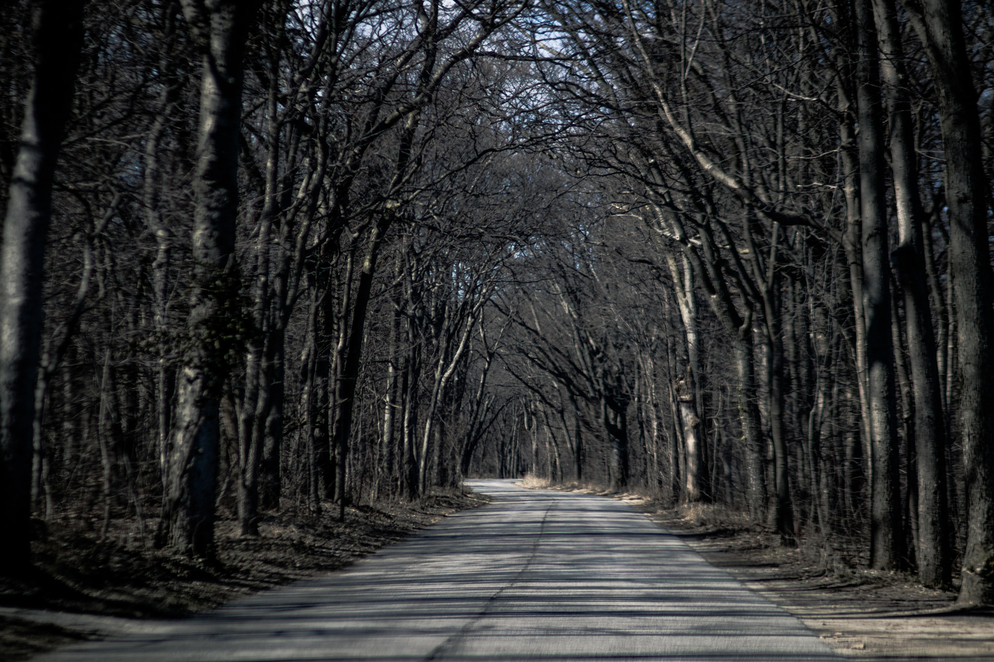 Canon EOS 80D sample photo. Wooded path photography