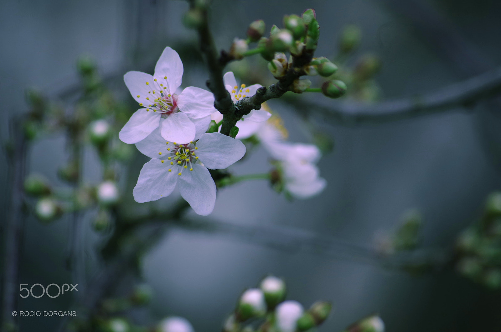 Pentax K-30 + smc PENTAX-DA L 50-200mm F4-5.6 ED sample photo. Igp photography