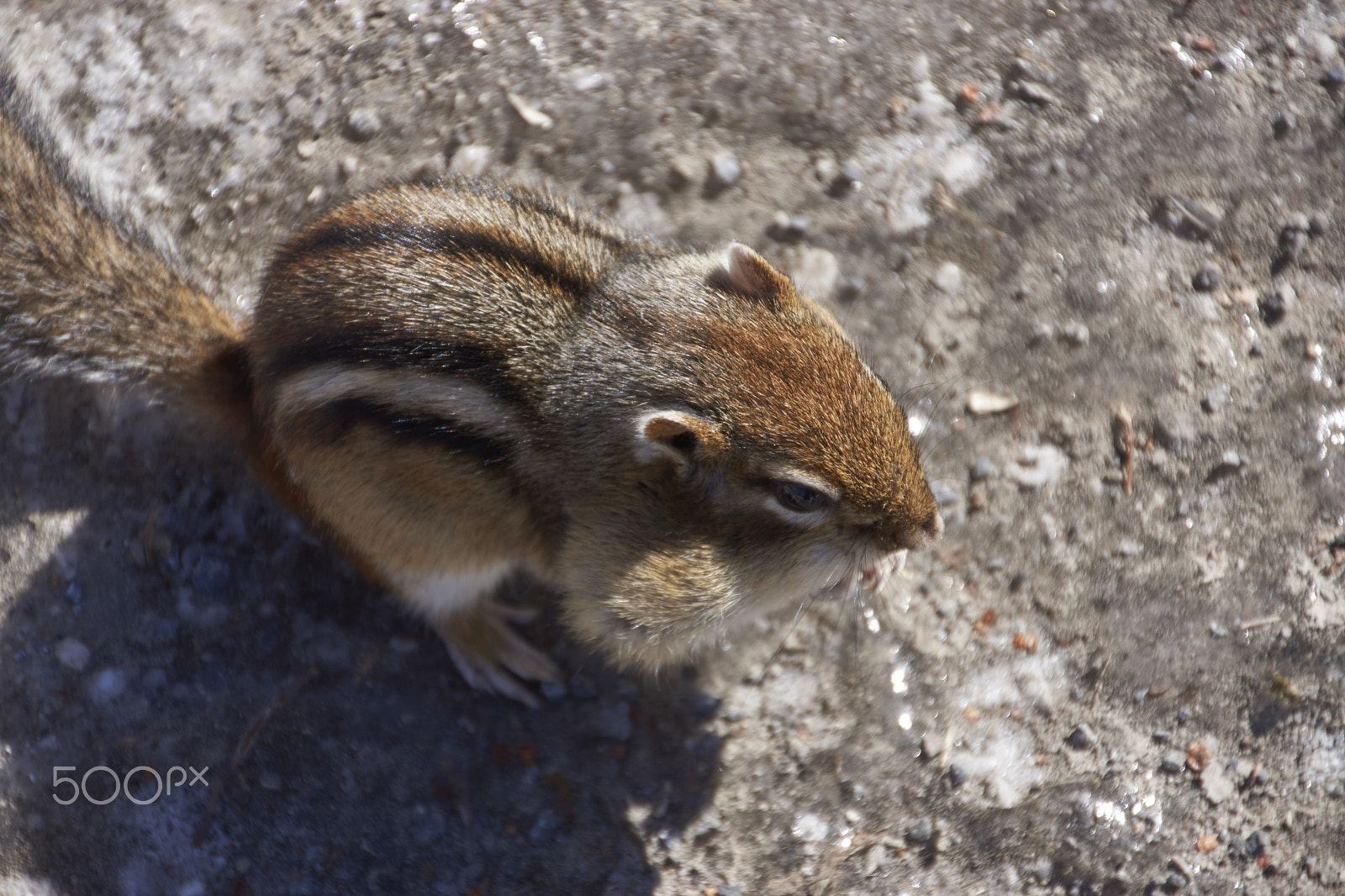 Sony SLT-A65 (SLT-A65V) + DT 18-270mm F3.5-6.3 SSM sample photo. Petit suisse avec une #peanut photography