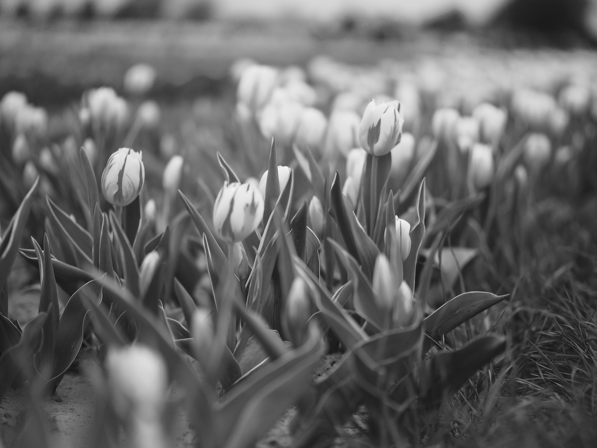 Panasonic Leica DG Nocticron 42.5mm F1.2 ASPH OIS sample photo. Lost in the crowd photography
