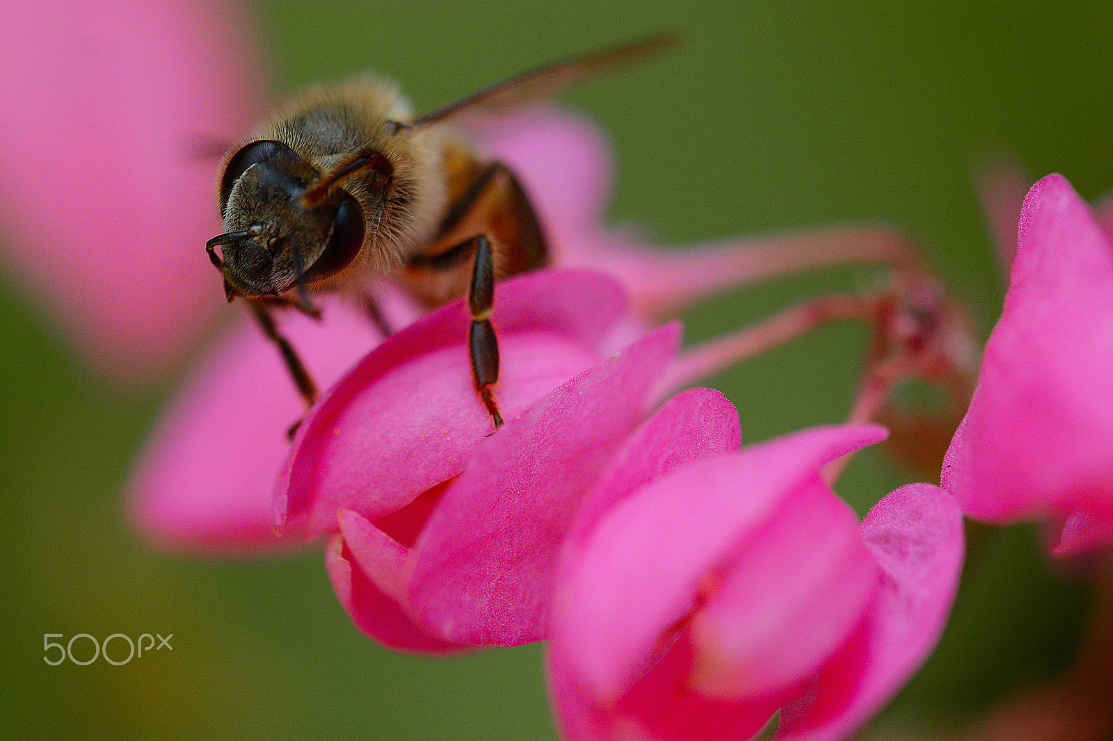 Nikon D7100 + Sigma 150mm F2.8 EX DG Macro HSM sample photo. Retrato de abelha -bee portrait photography