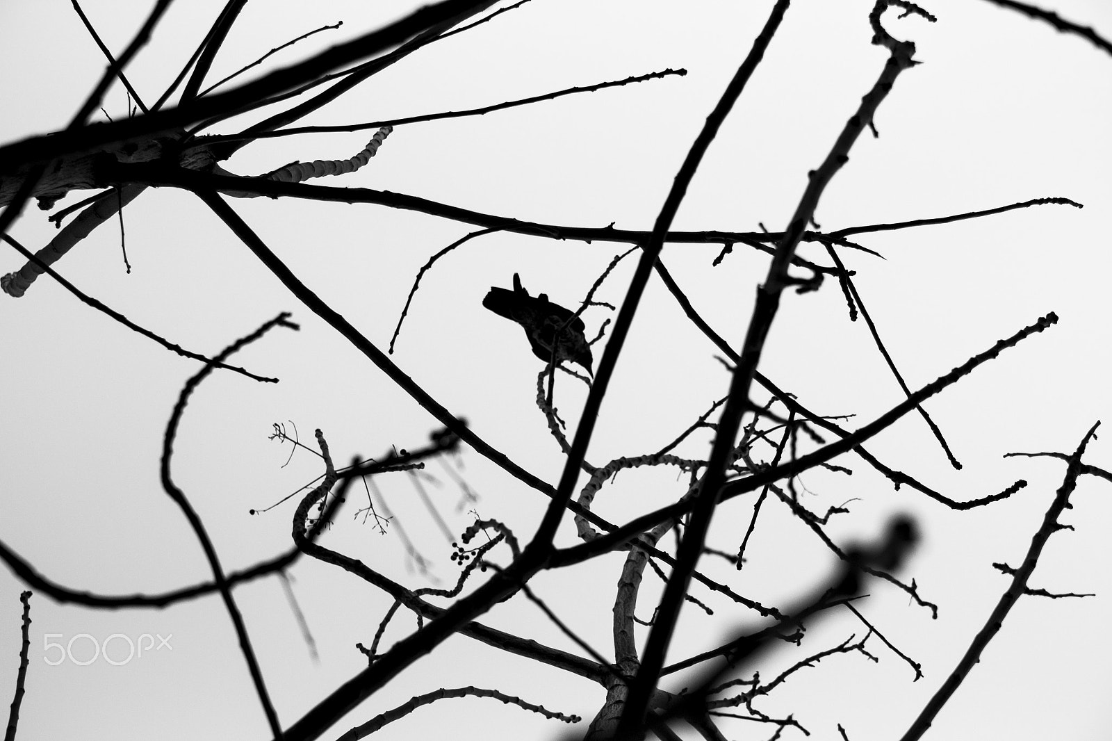 Canon EF-S 17-55mm F2.8 IS USM sample photo. Crow on tree branches photography