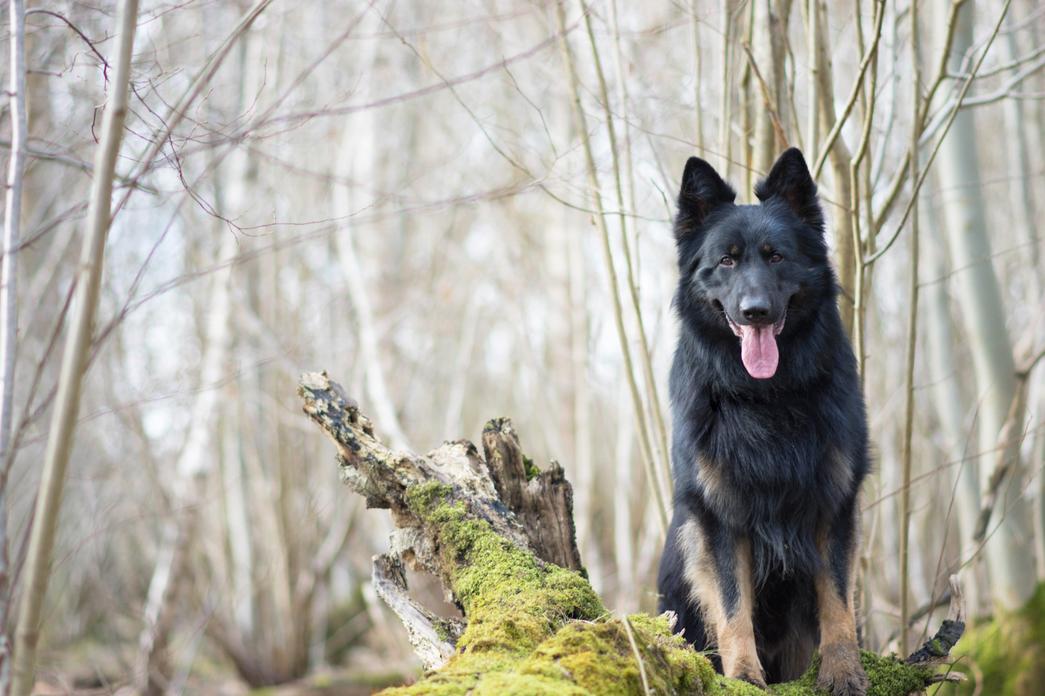 Nikon D7200 + Nikon AF-S Nikkor 85mm F1.8G sample photo. Spring is coming! photography