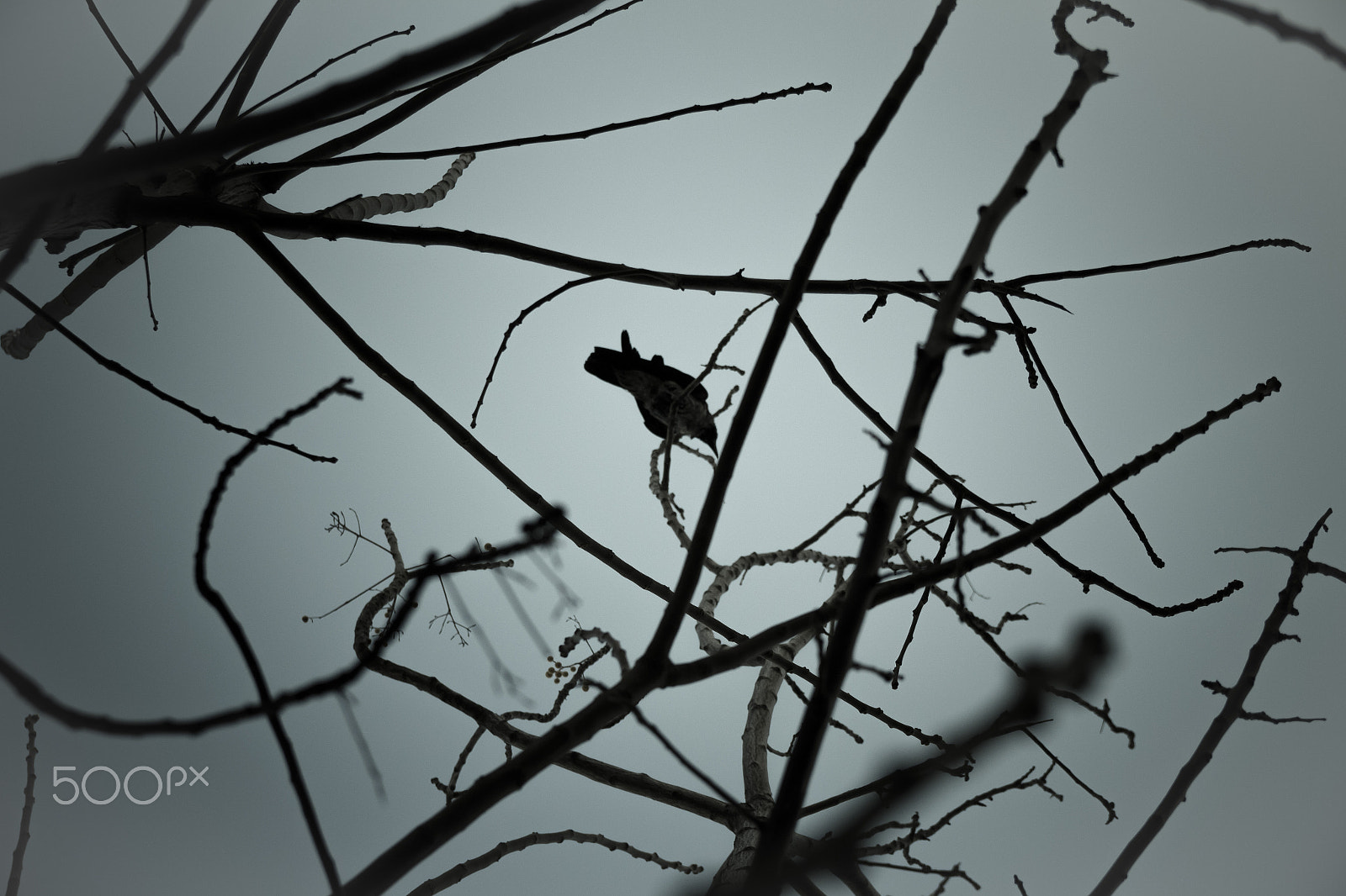 Canon EF-S 17-55mm F2.8 IS USM sample photo. Crow on tree branches photography