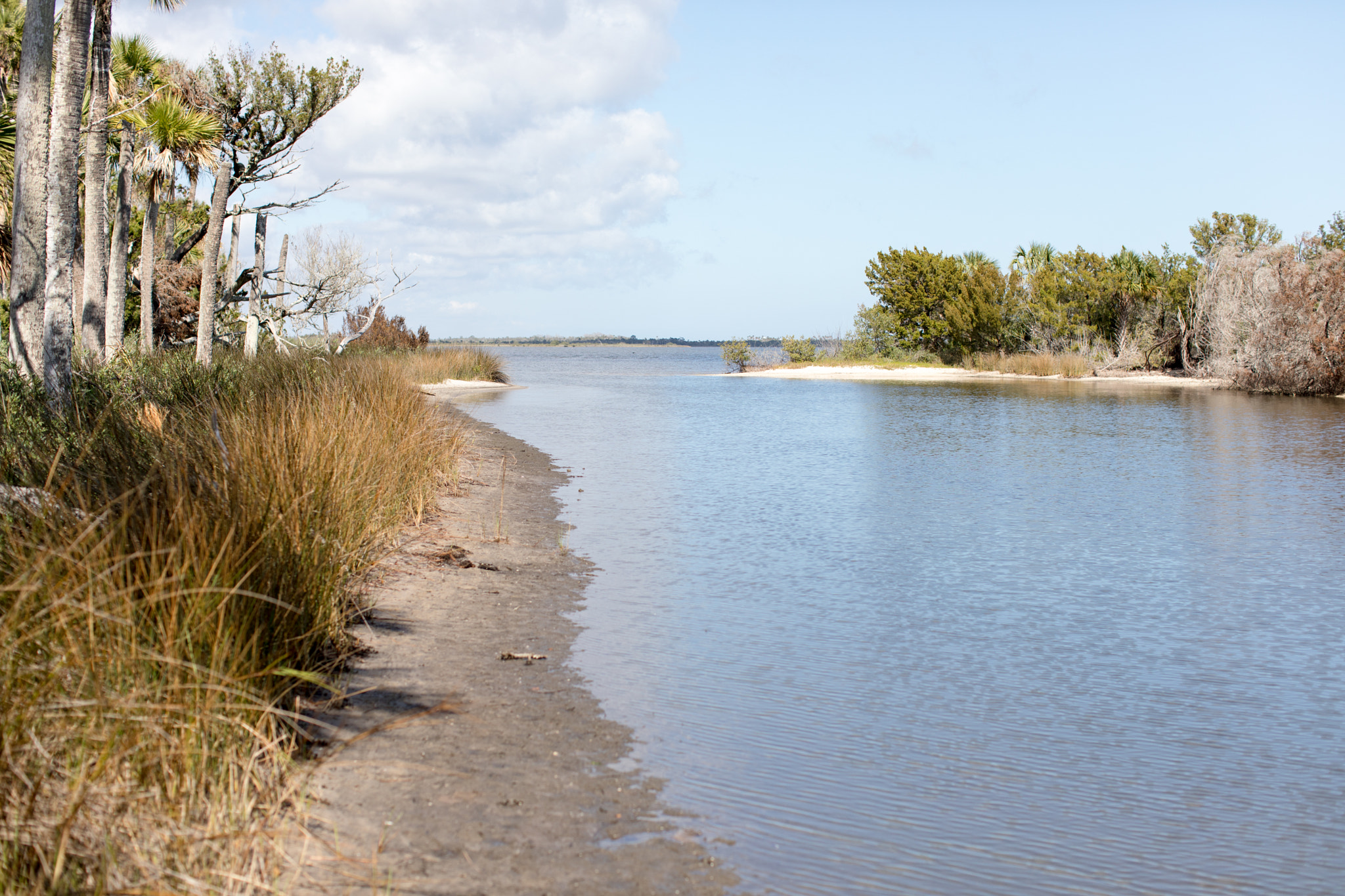 Canon EF 50mm F1.2L USM sample photo. Tomoka state park photography