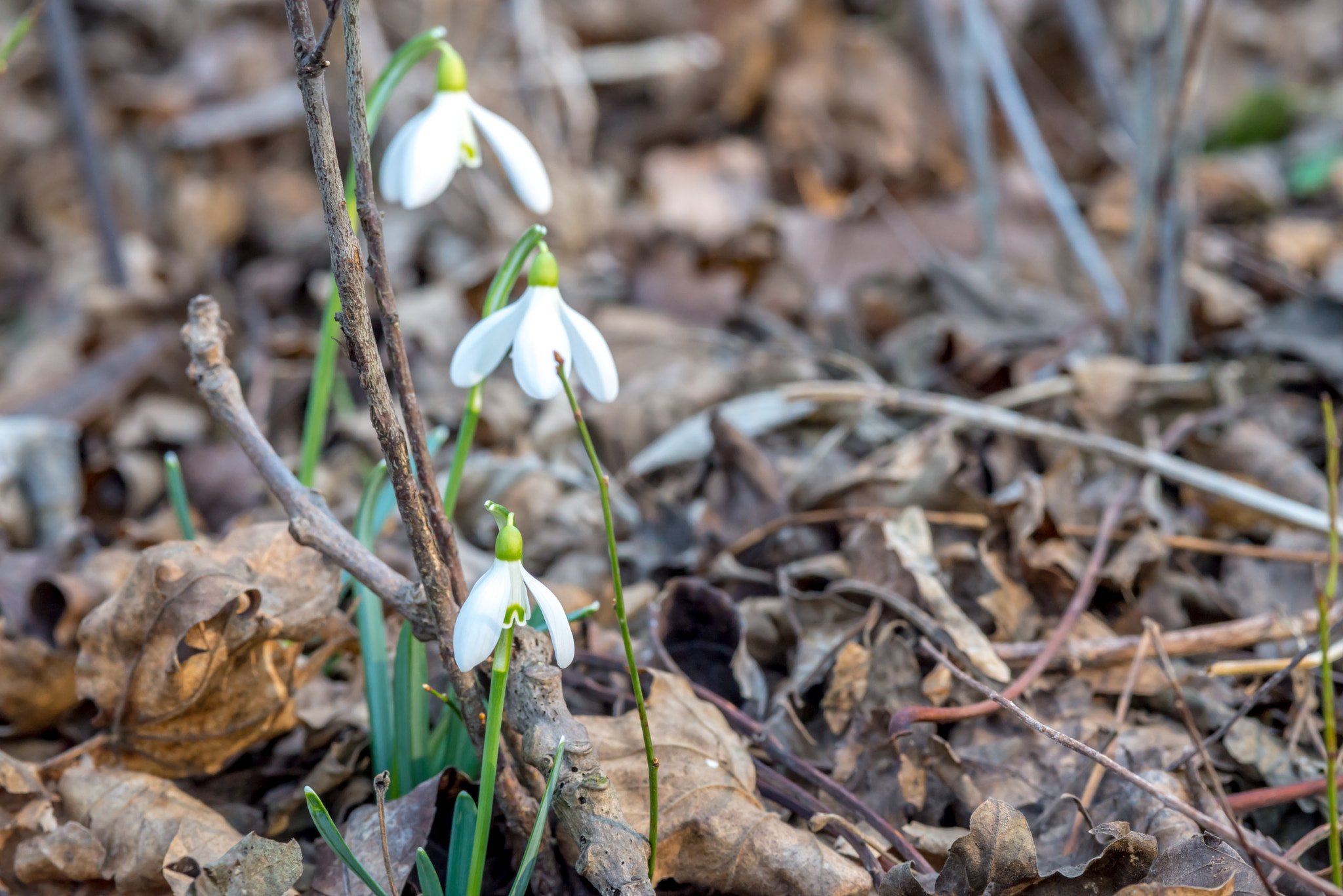 Nikon D610 + AF Micro-Nikkor 105mm f/2.8 sample photo. Early snowdrops in forest early spring, march photography