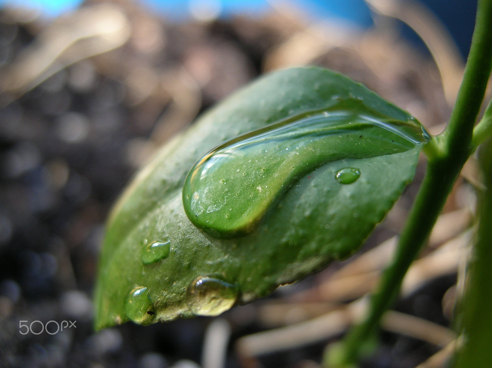 Nikon E4800 sample photo. Lemon tree photography