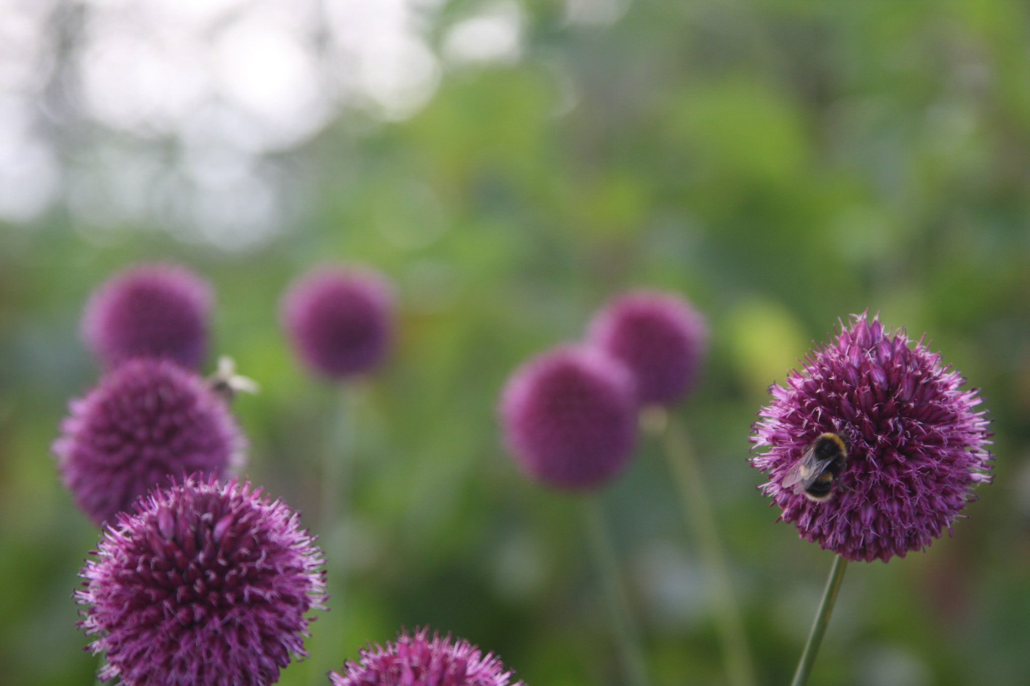 Canon EF 28-135mm F3.5-5.6 IS USM sample photo. Bees photography