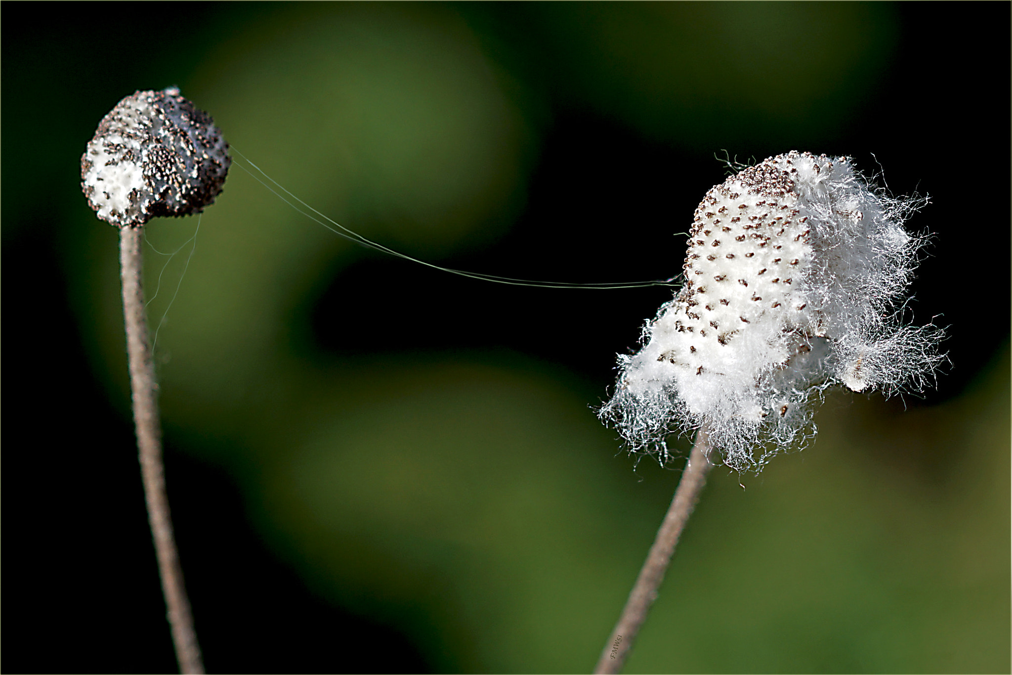 Sony ILCA-77M2 + Sony 100mm F2.8 Macro sample photo. What’s that? photography