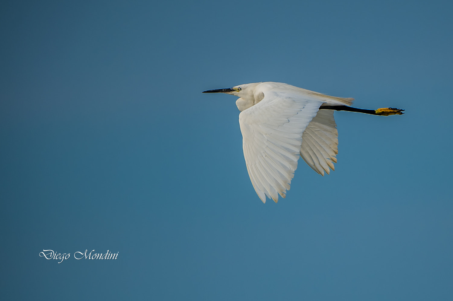 Nikon D4 + Nikon AF-S Nikkor 500mm F4G ED VR sample photo. In volo photography