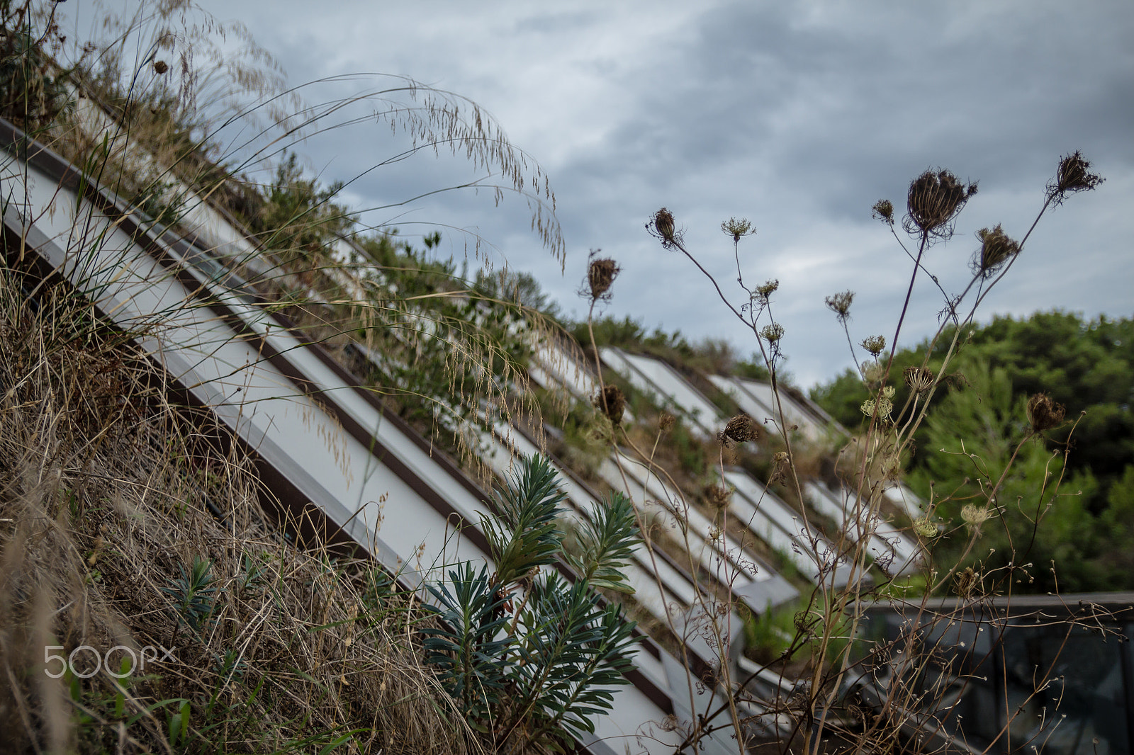 Canon EF-S 17-55mm F2.8 IS USM sample photo. Building with grass and vegetation along balconies on cold winte photography