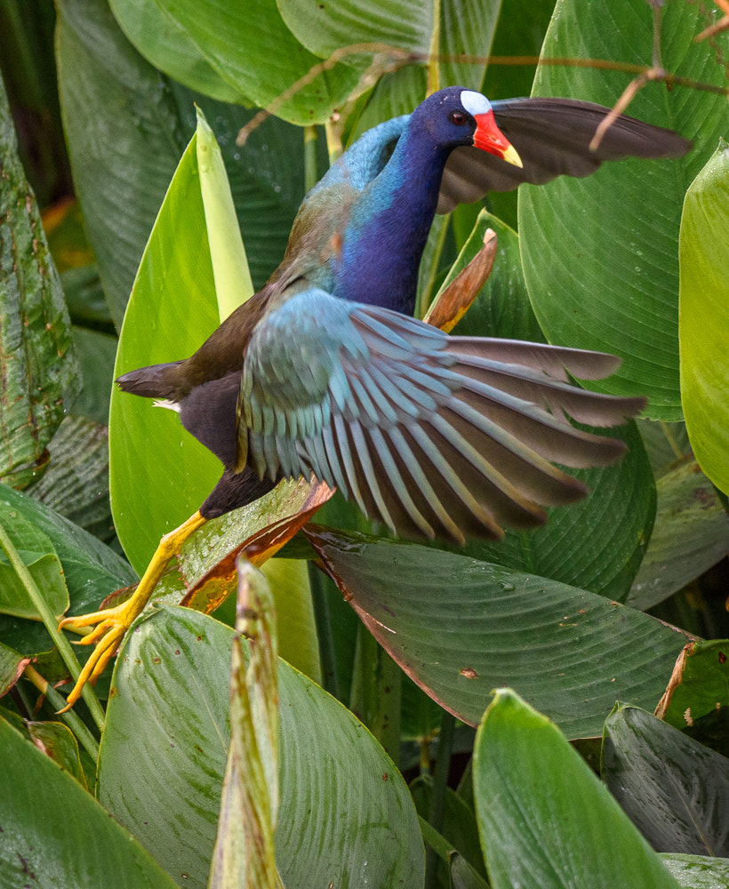 Nikon D810 + Sigma 50mm F2.8 EX DG Macro sample photo. Purple gallinule, wakodahatchee wetlands, florida photography