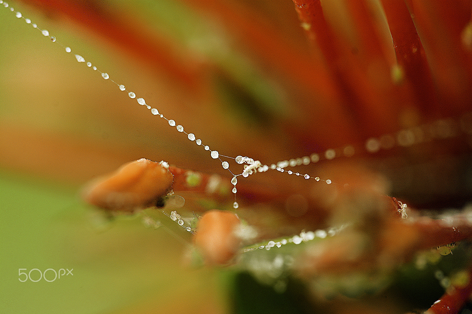 Sigma 150mm F2.8 EX DG Macro HSM sample photo. Chuva na teia -rain on the web photography